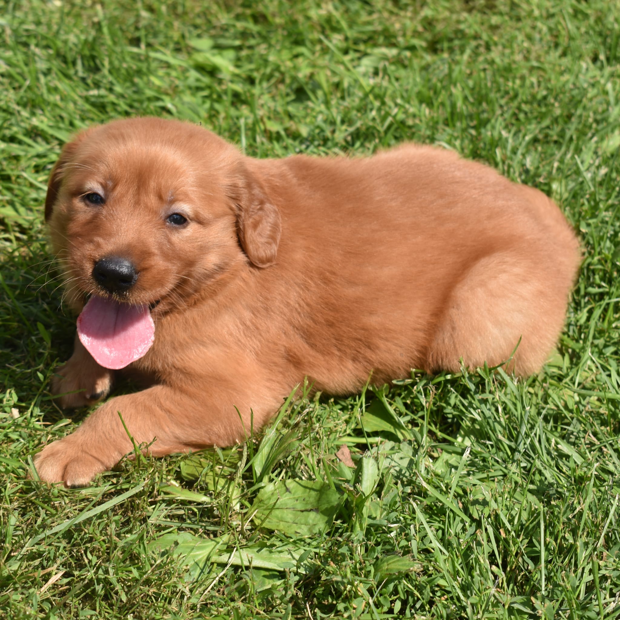 puppy