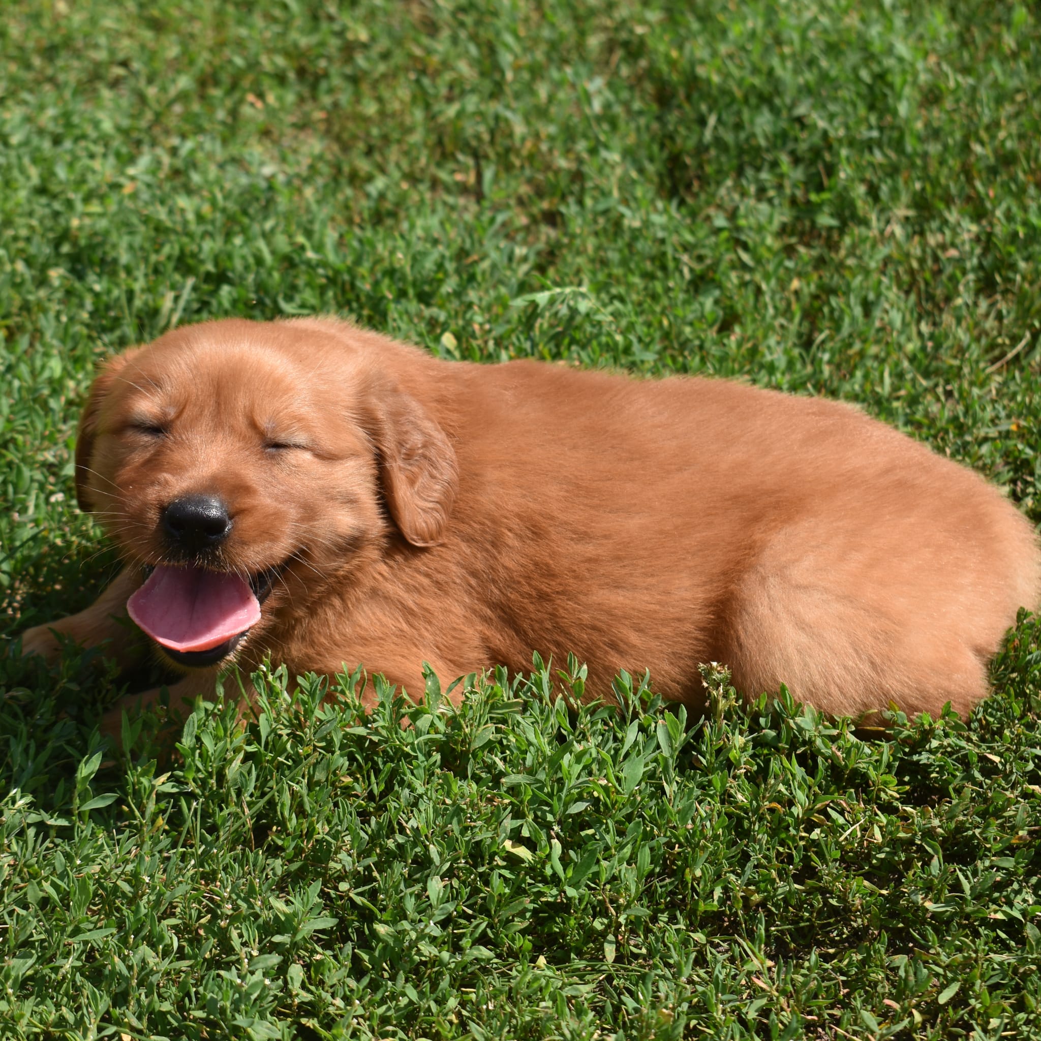 puppy