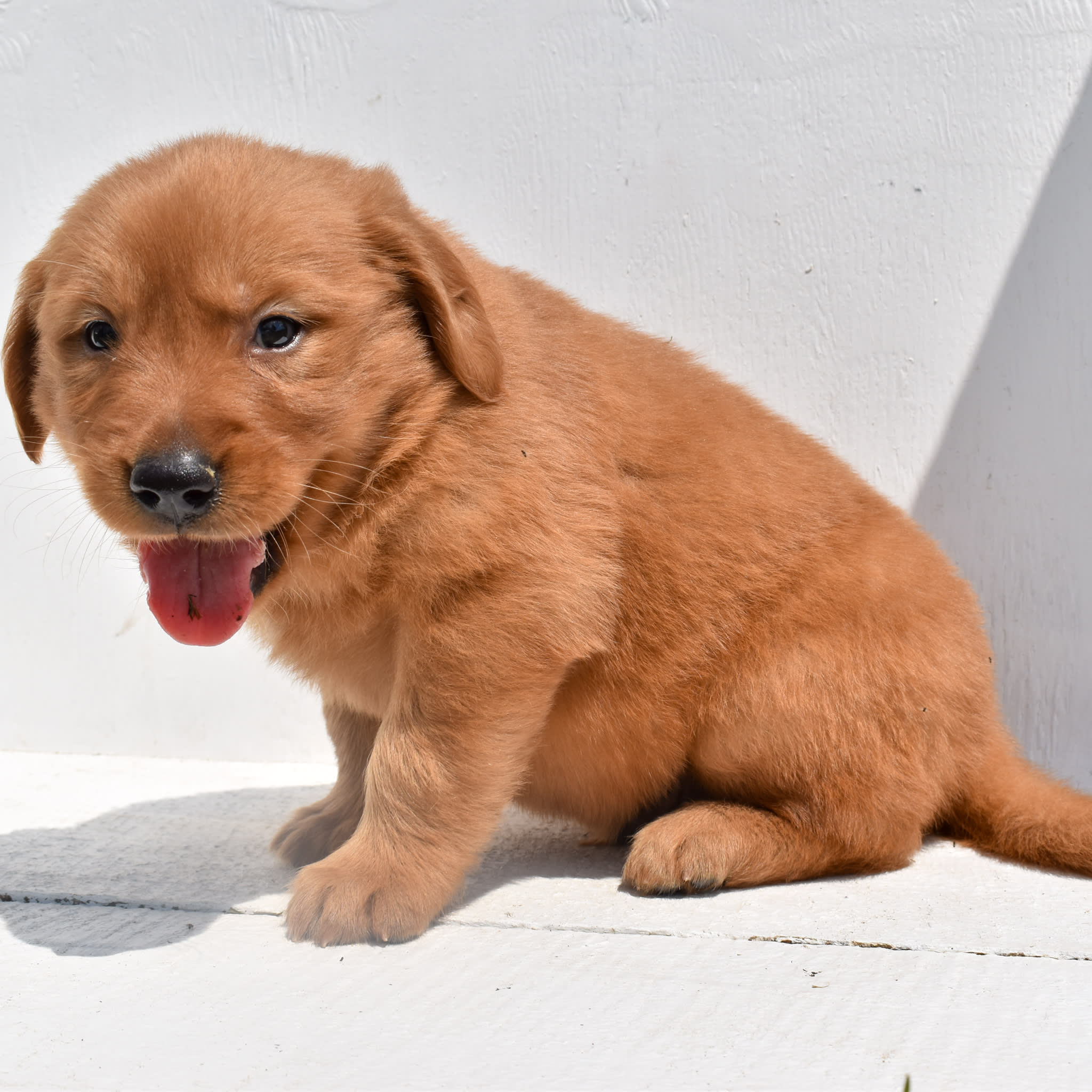puppy