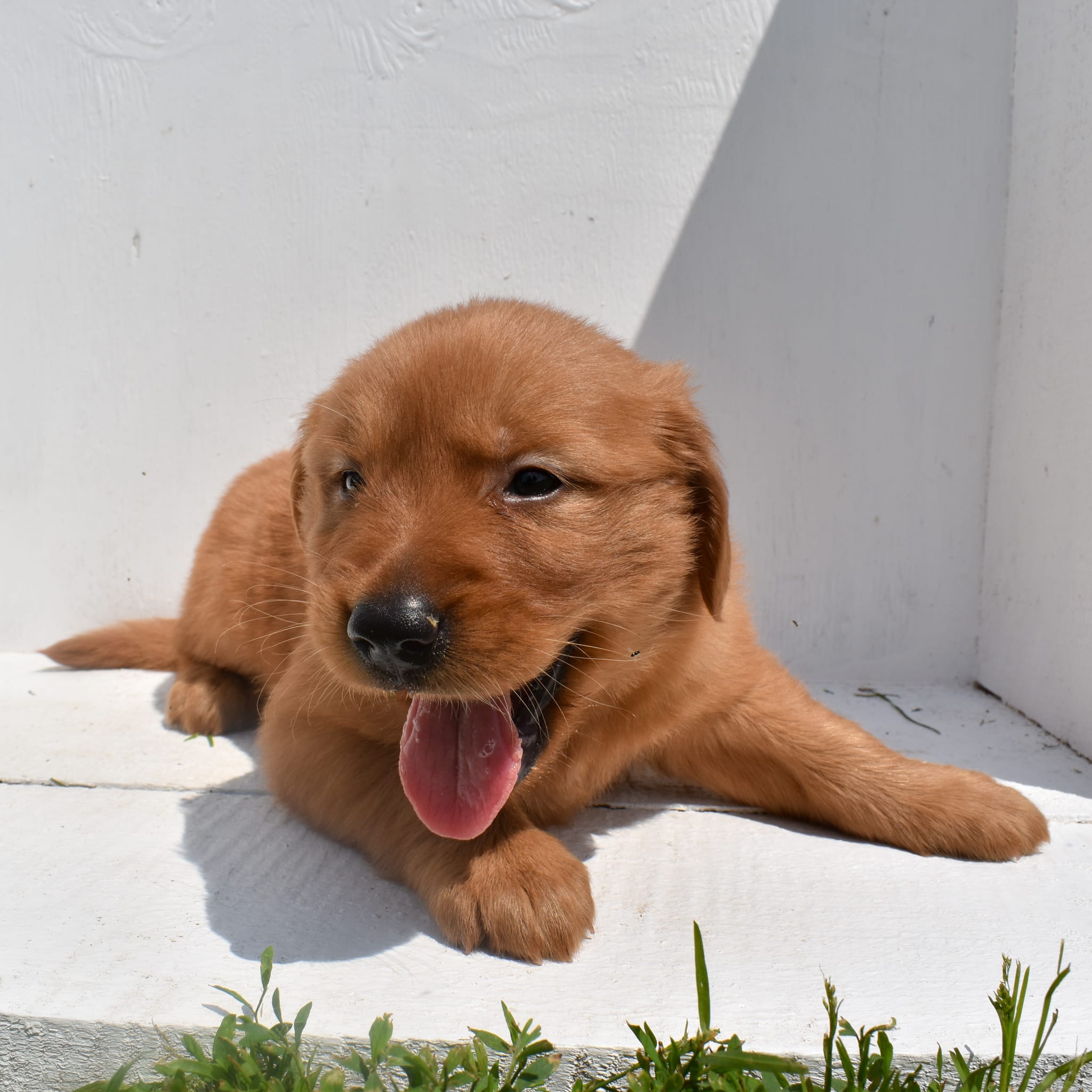 puppy