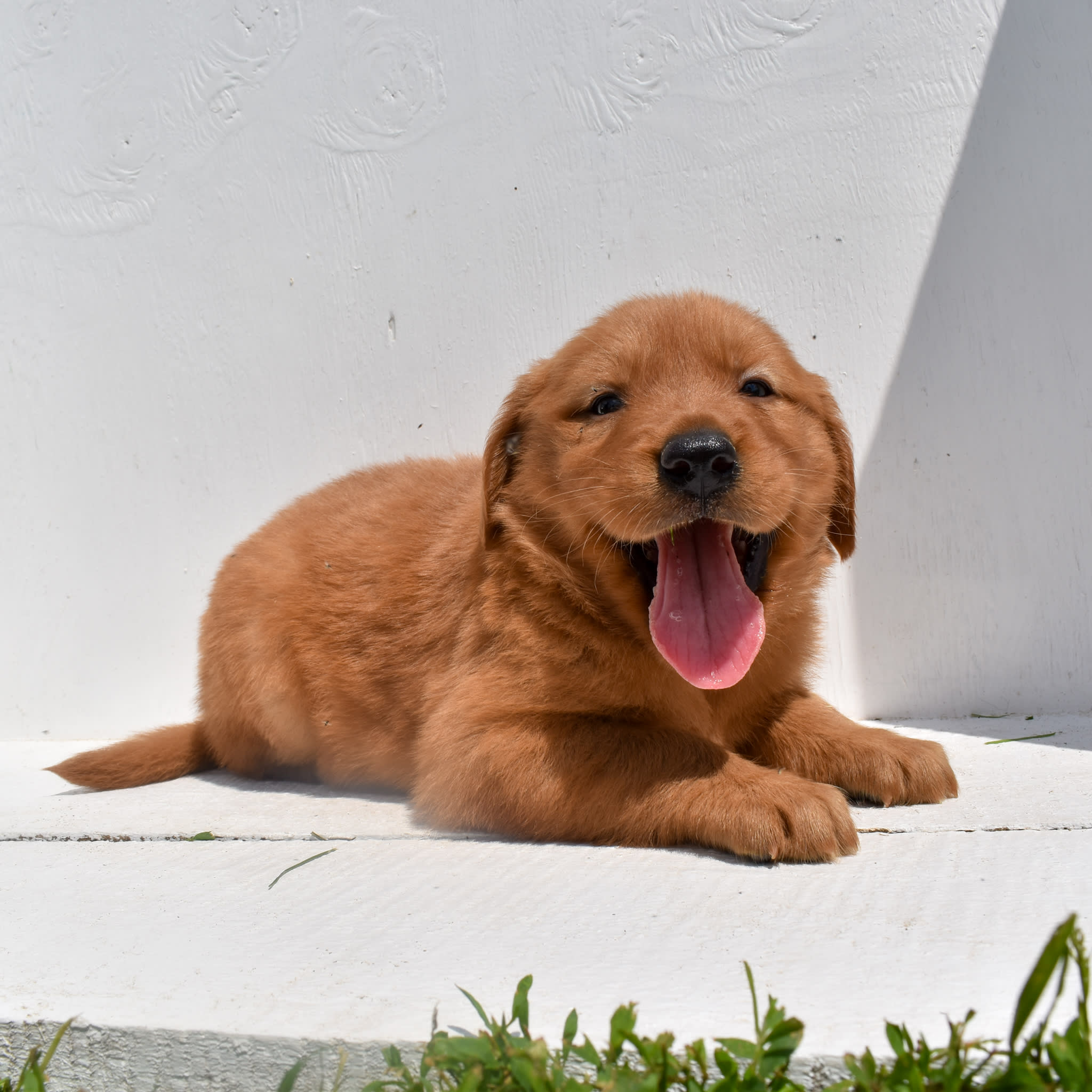 puppy