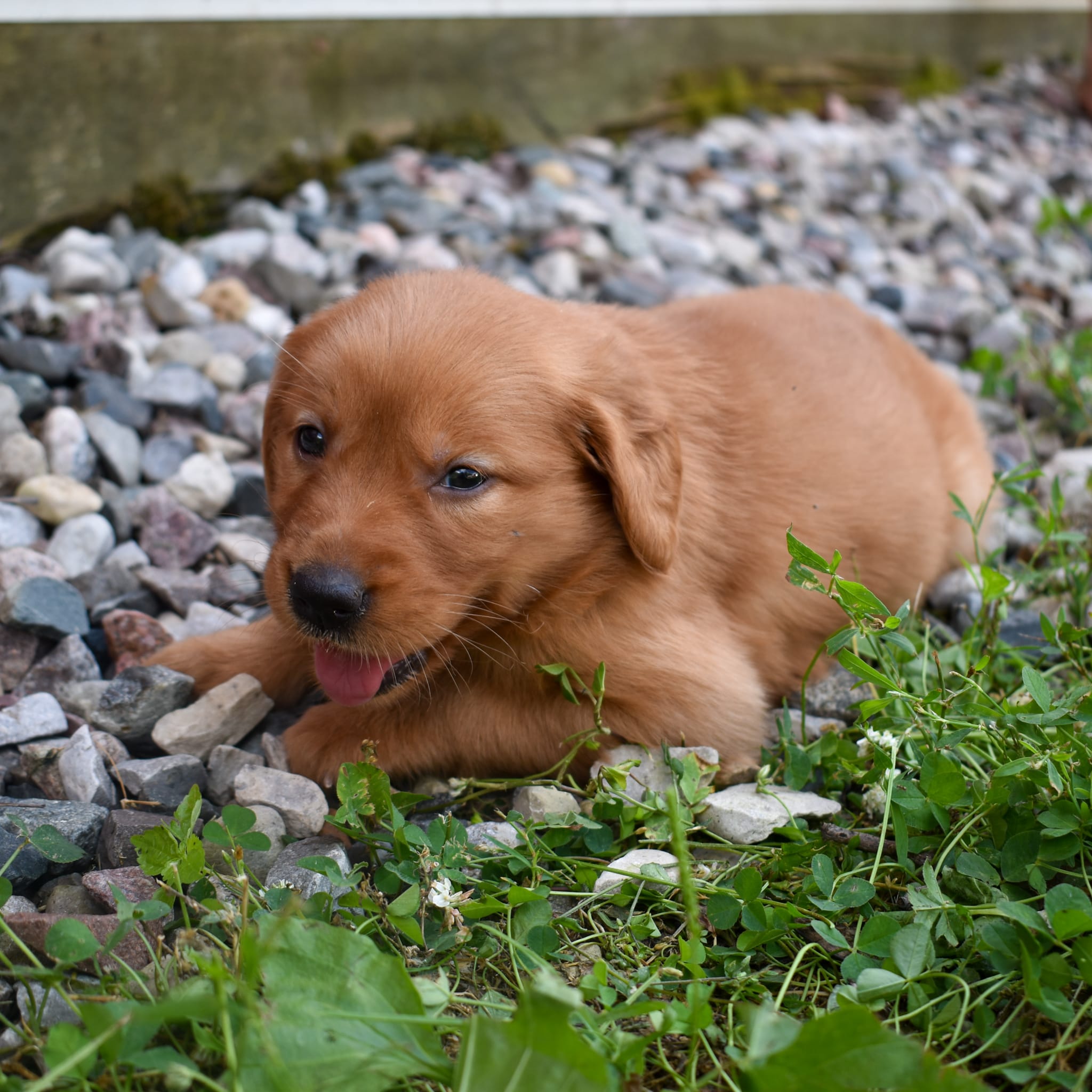 puppy