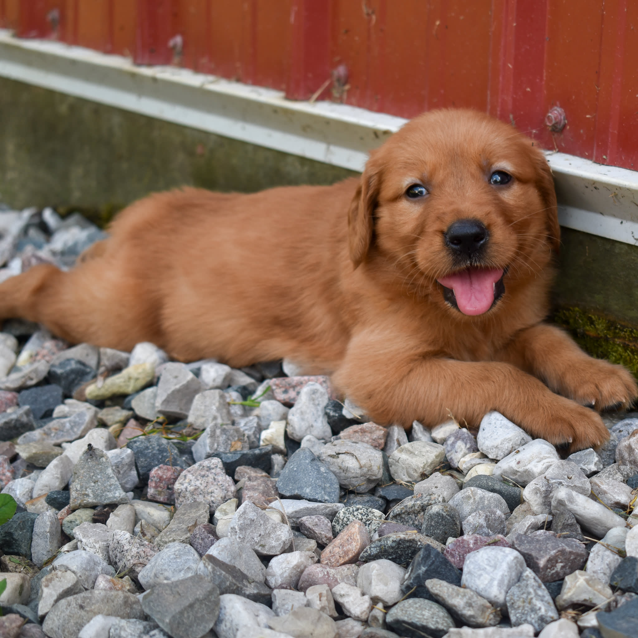 puppy