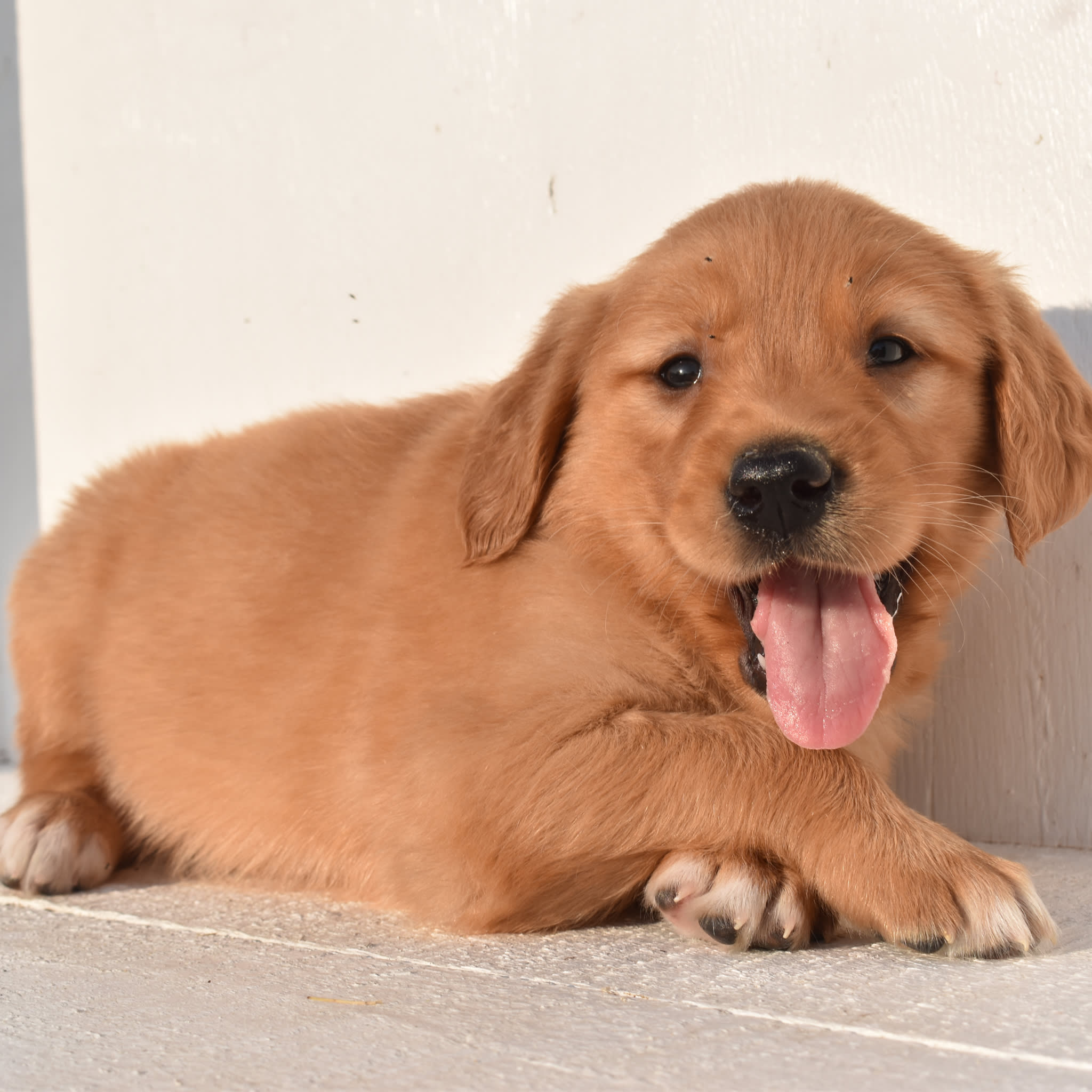 puppy