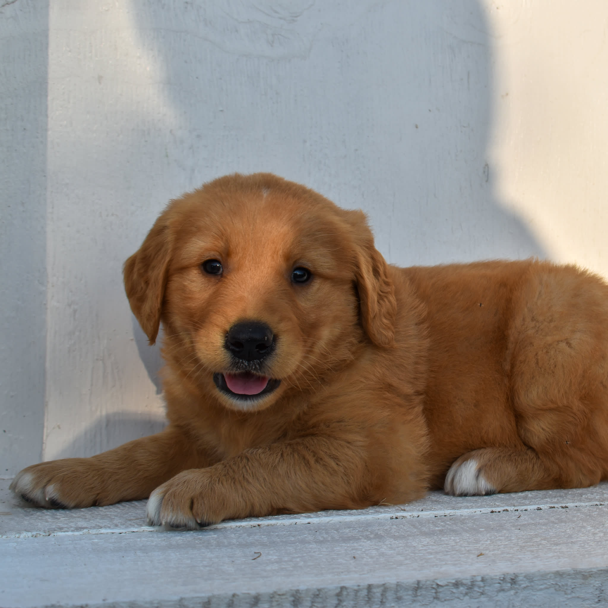 puppy