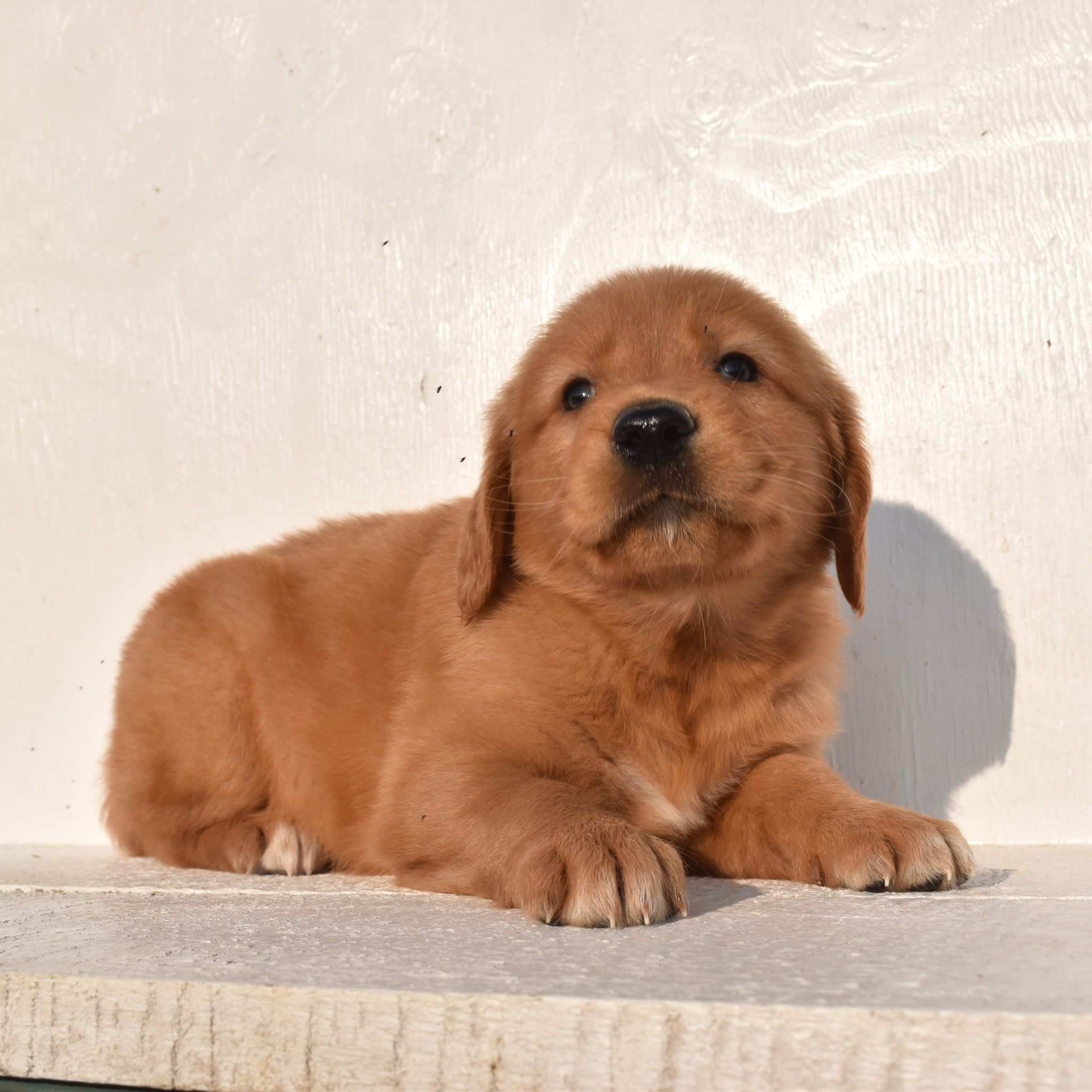 puppy