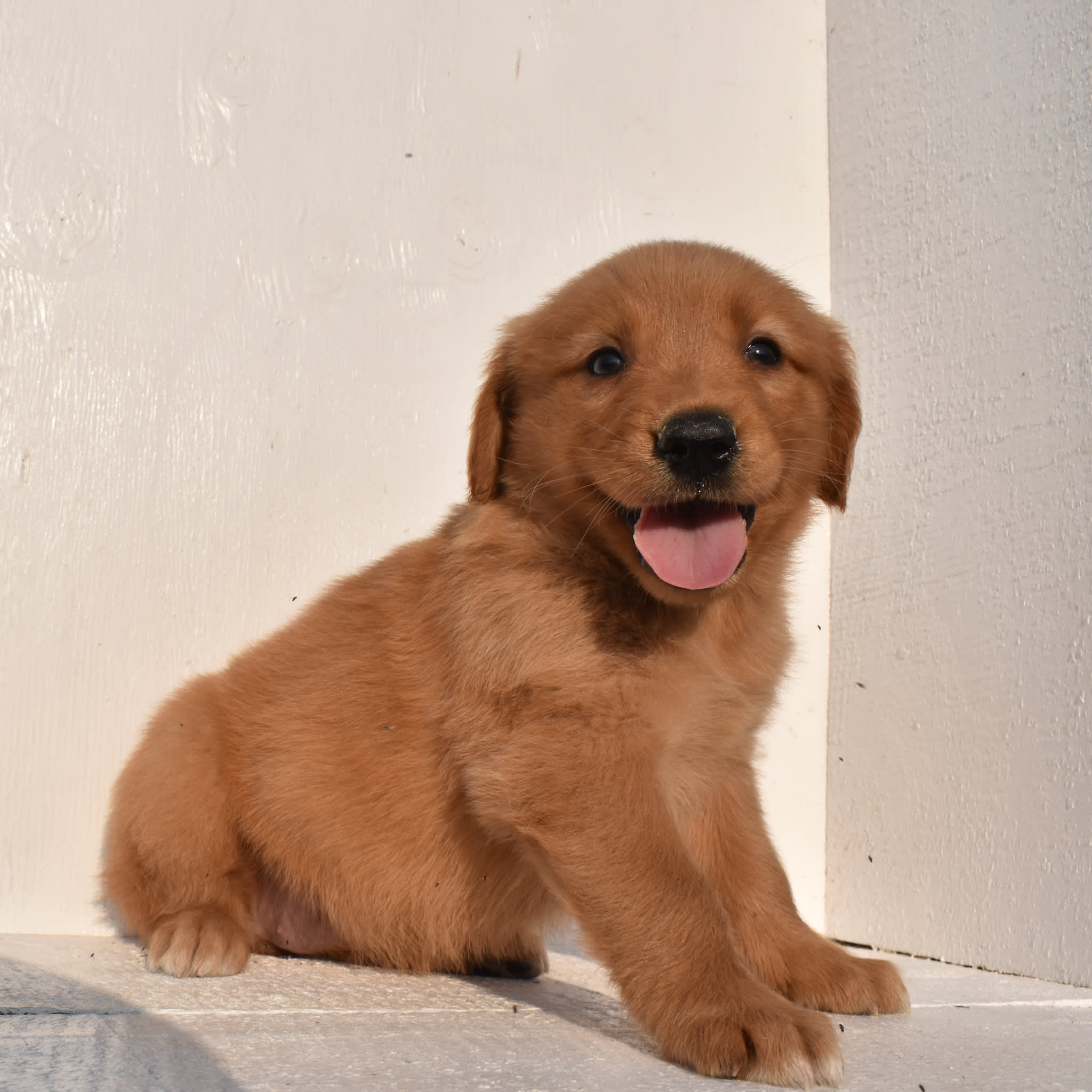 puppy