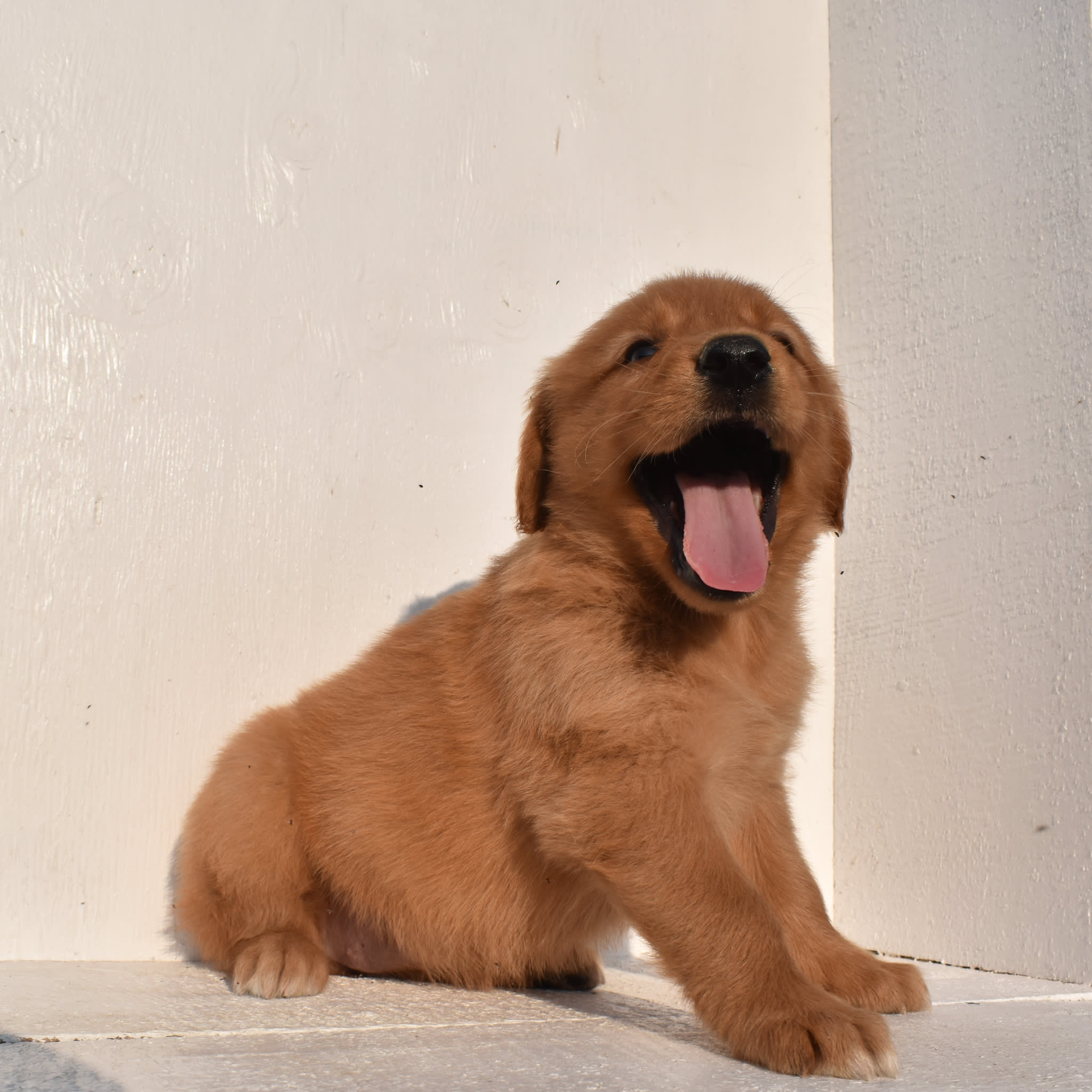 puppy