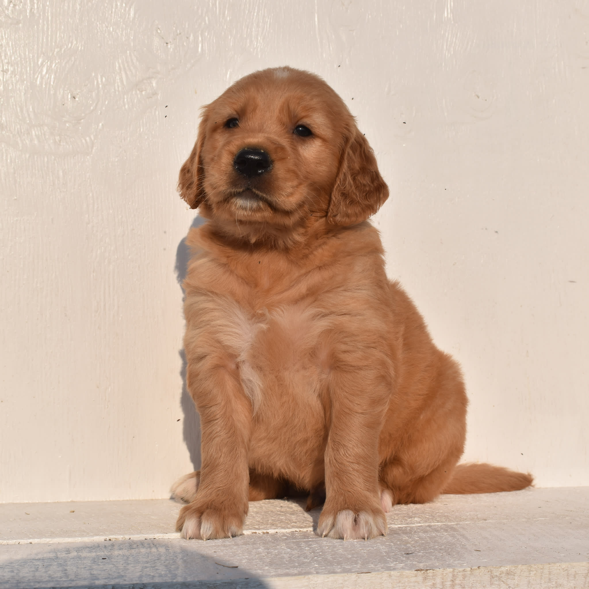 puppy