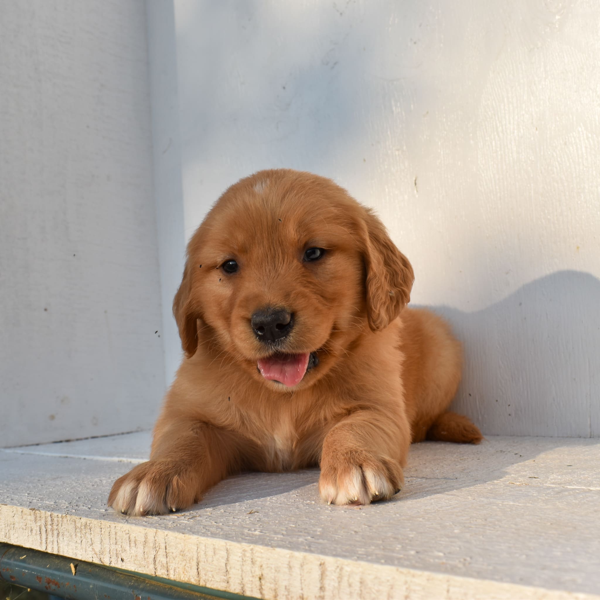 puppy