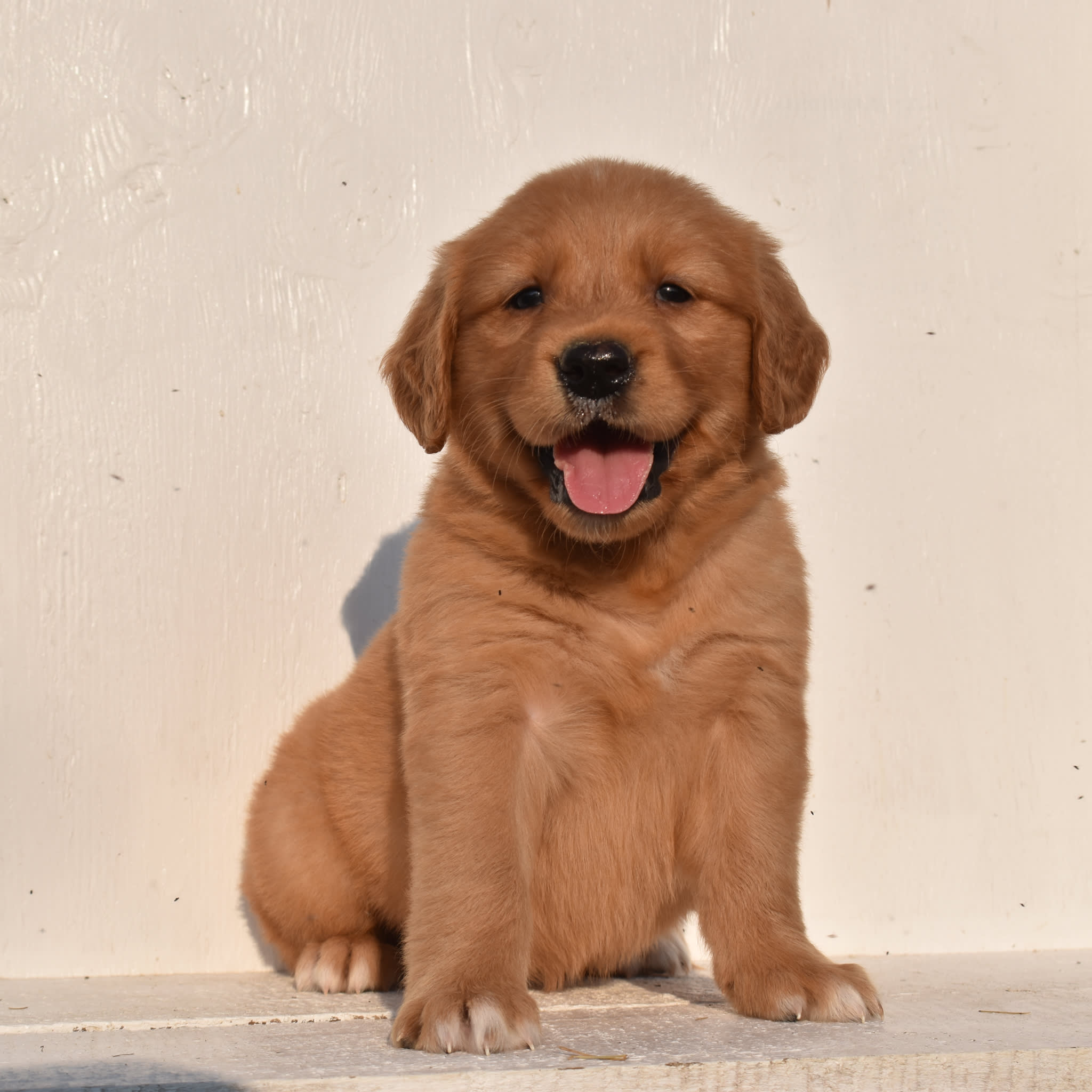 puppy
