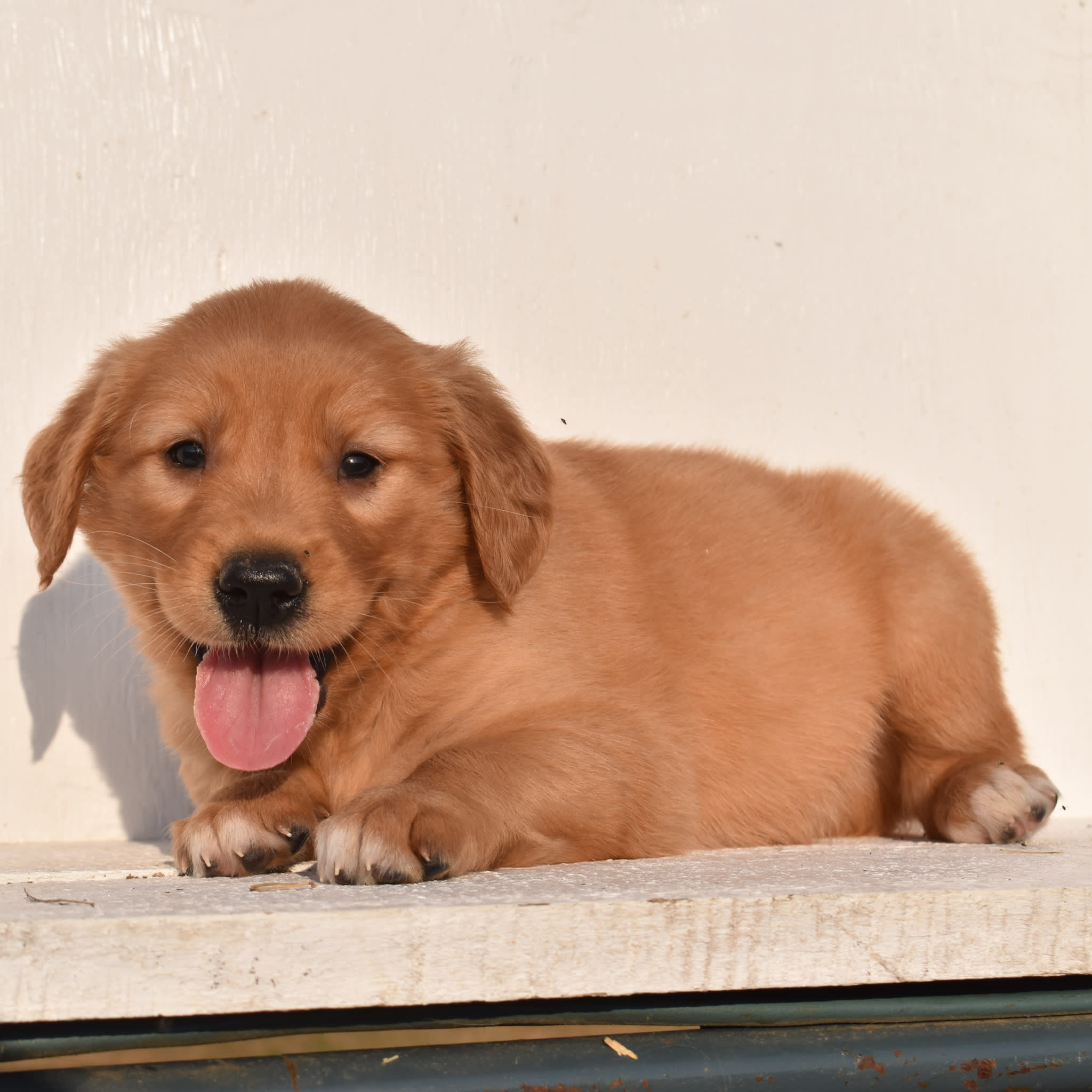 puppy