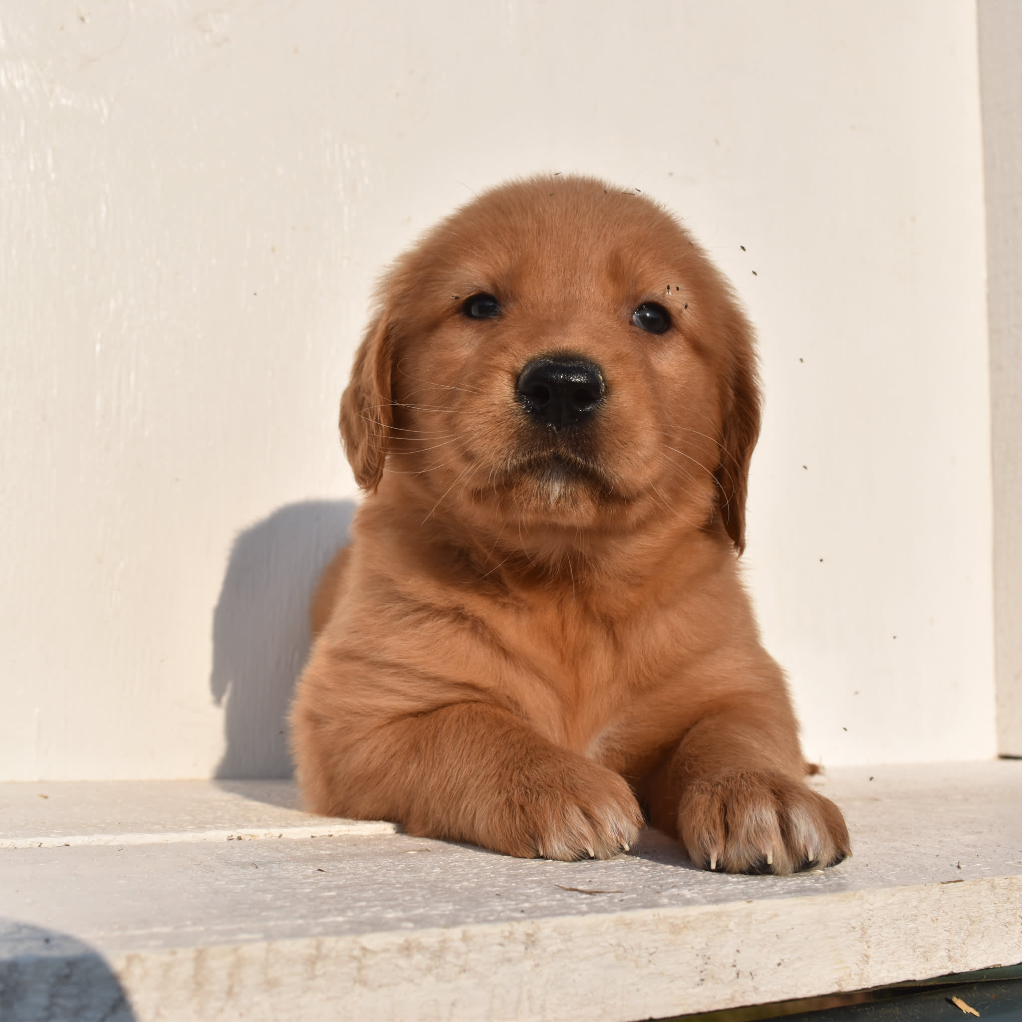 puppy