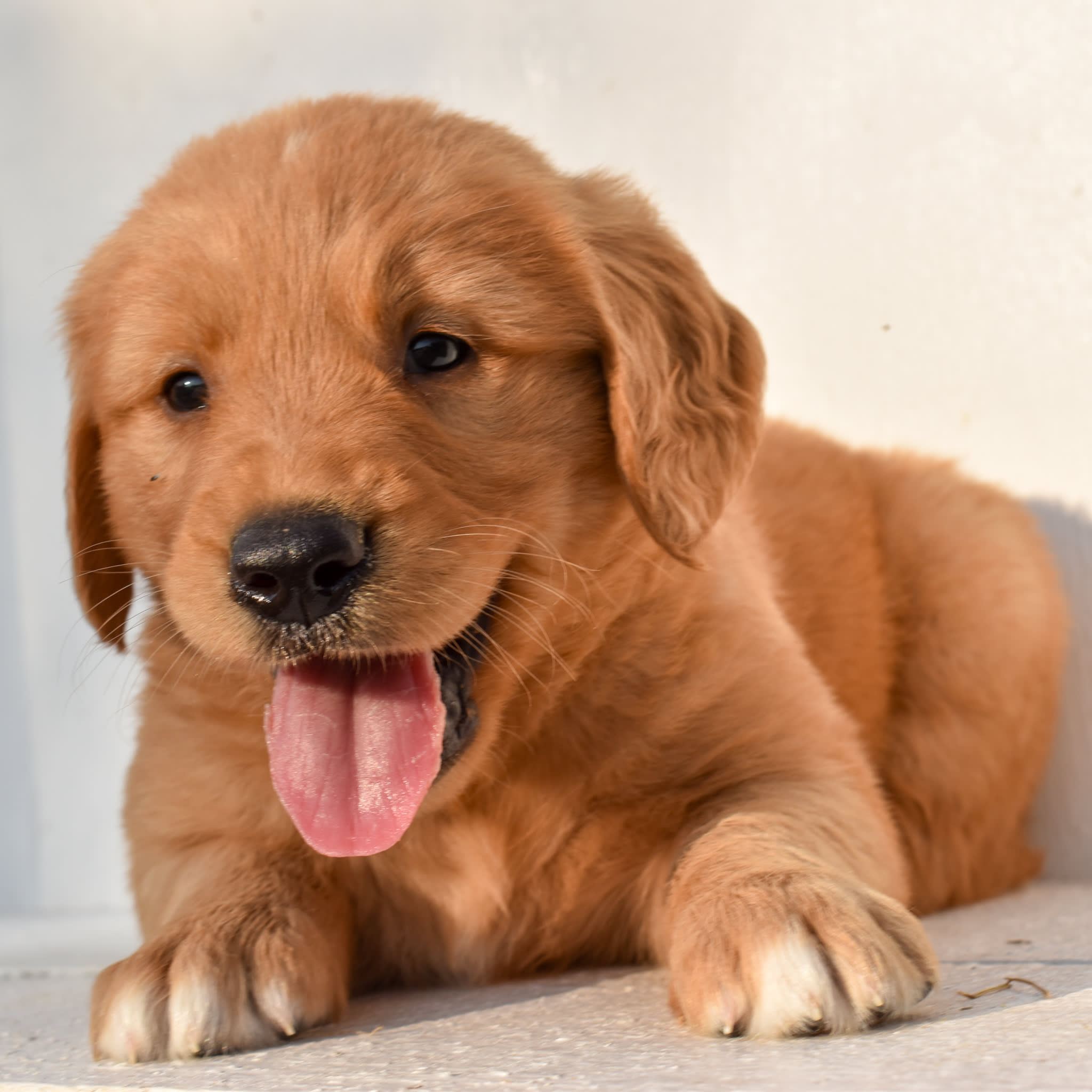 puppy