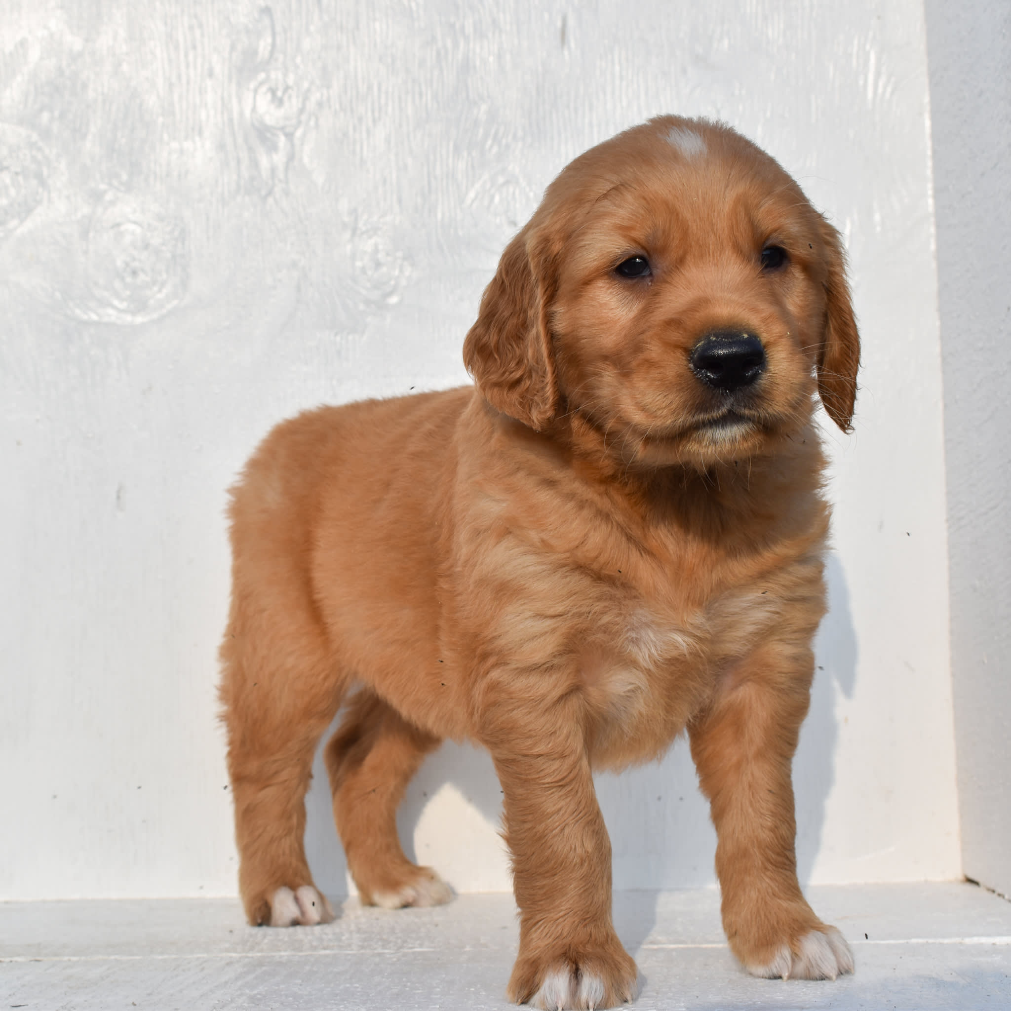 puppy