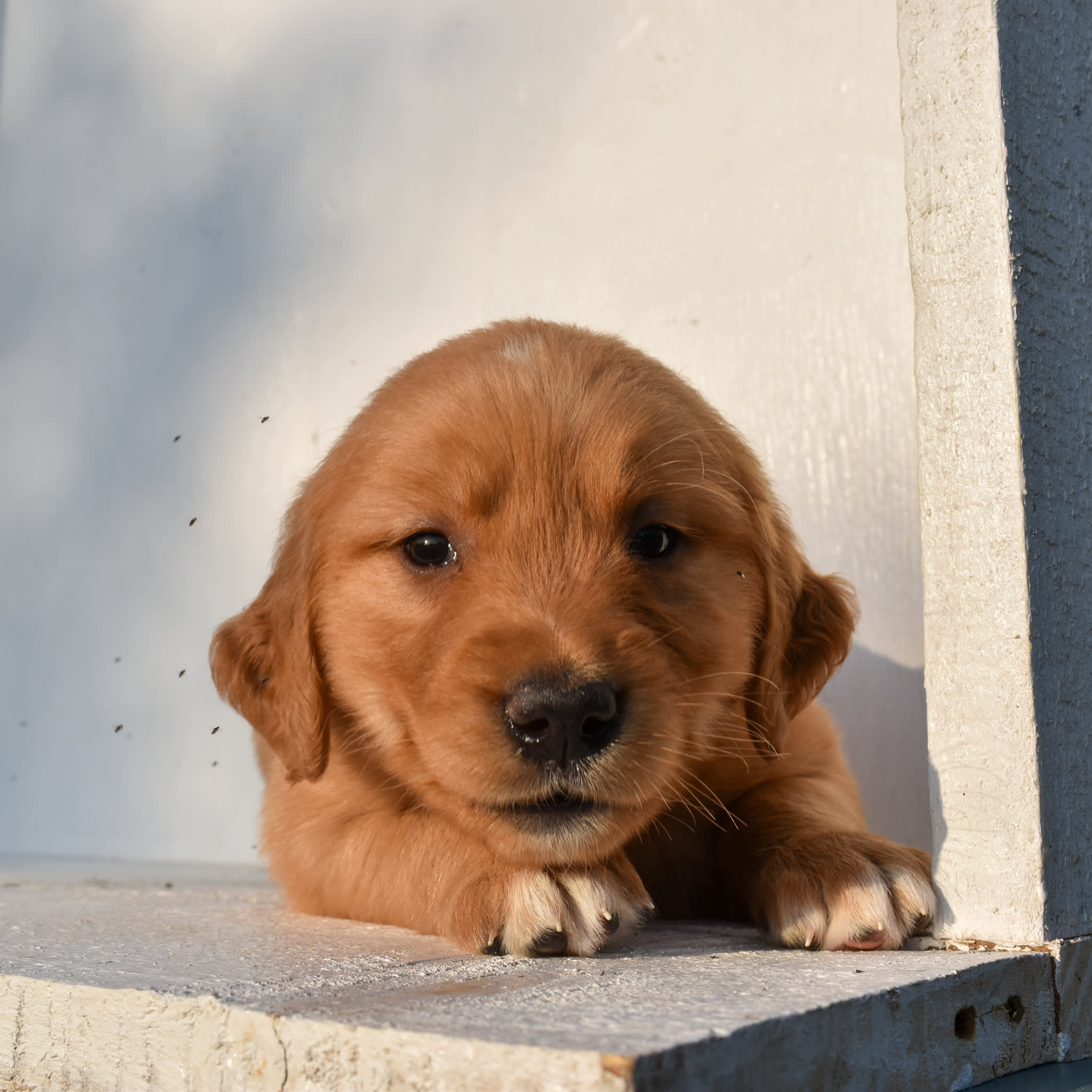 puppy