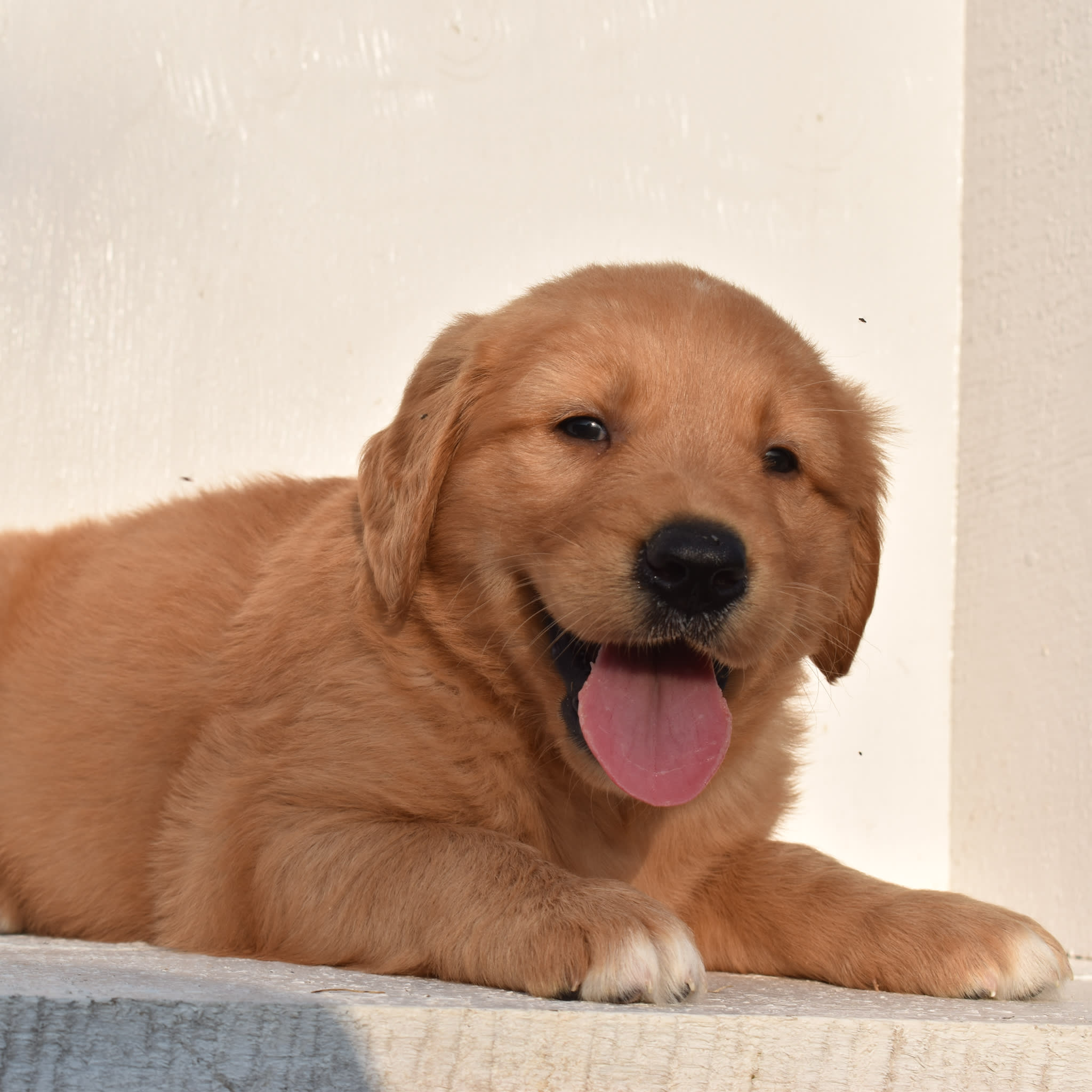puppy