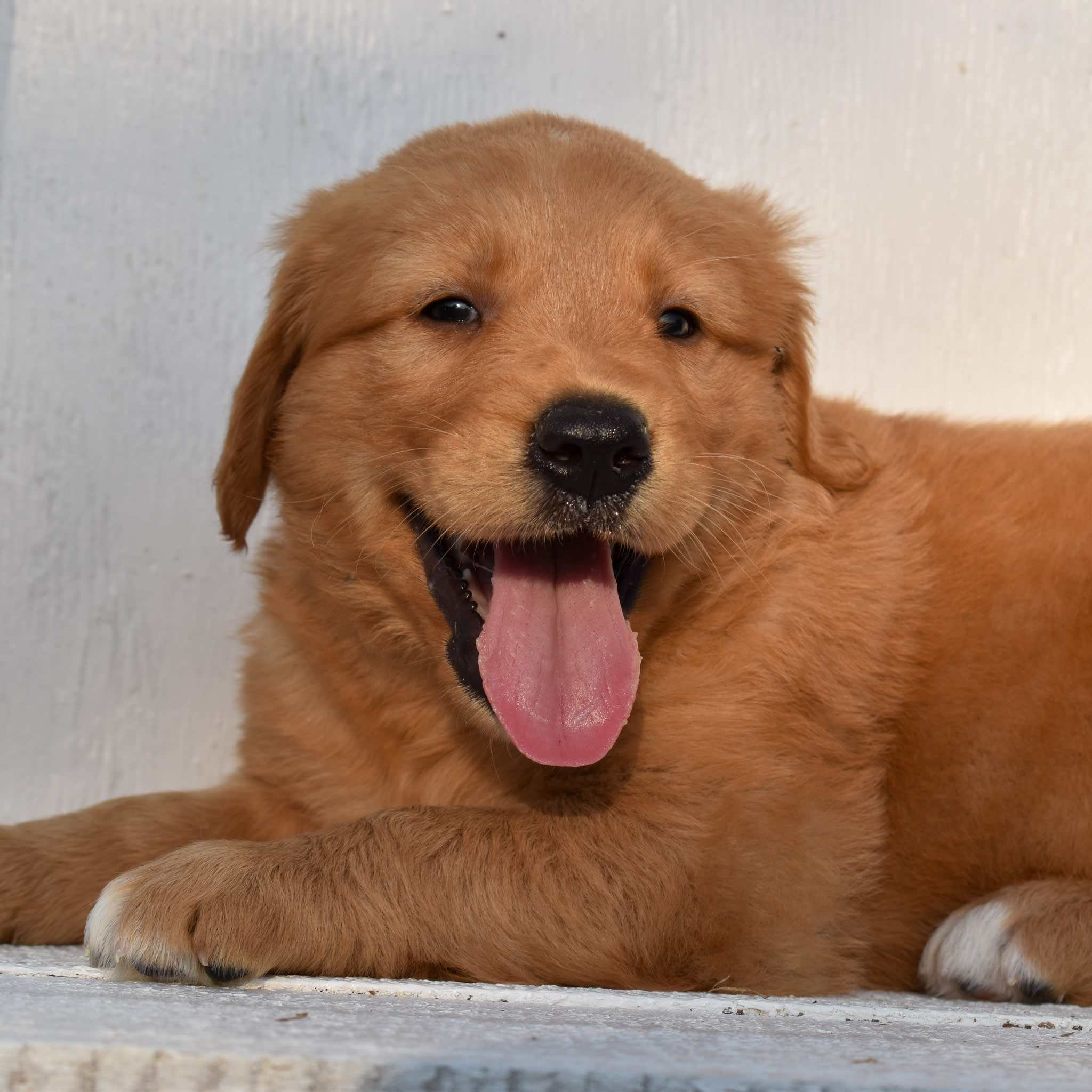 puppy