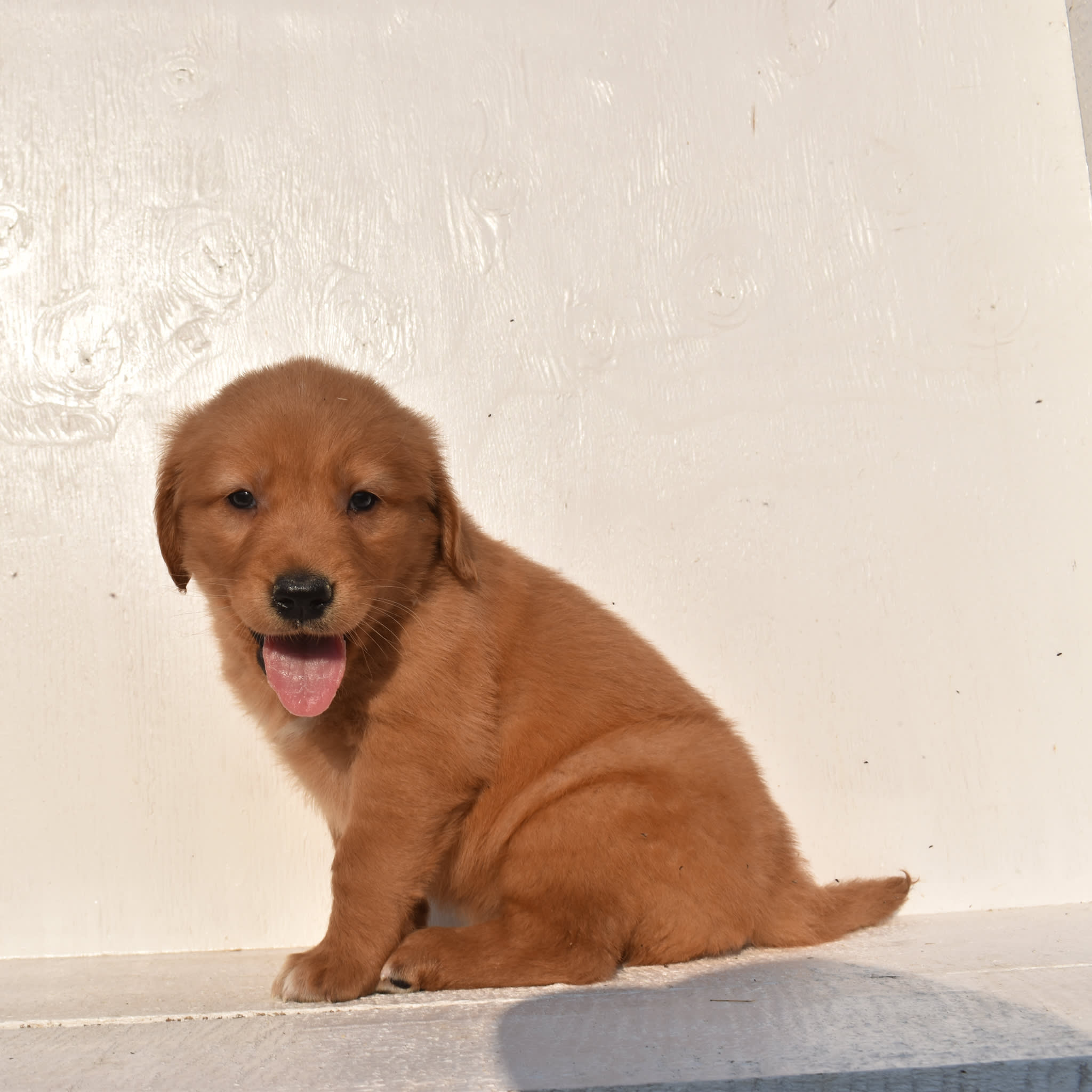 puppy