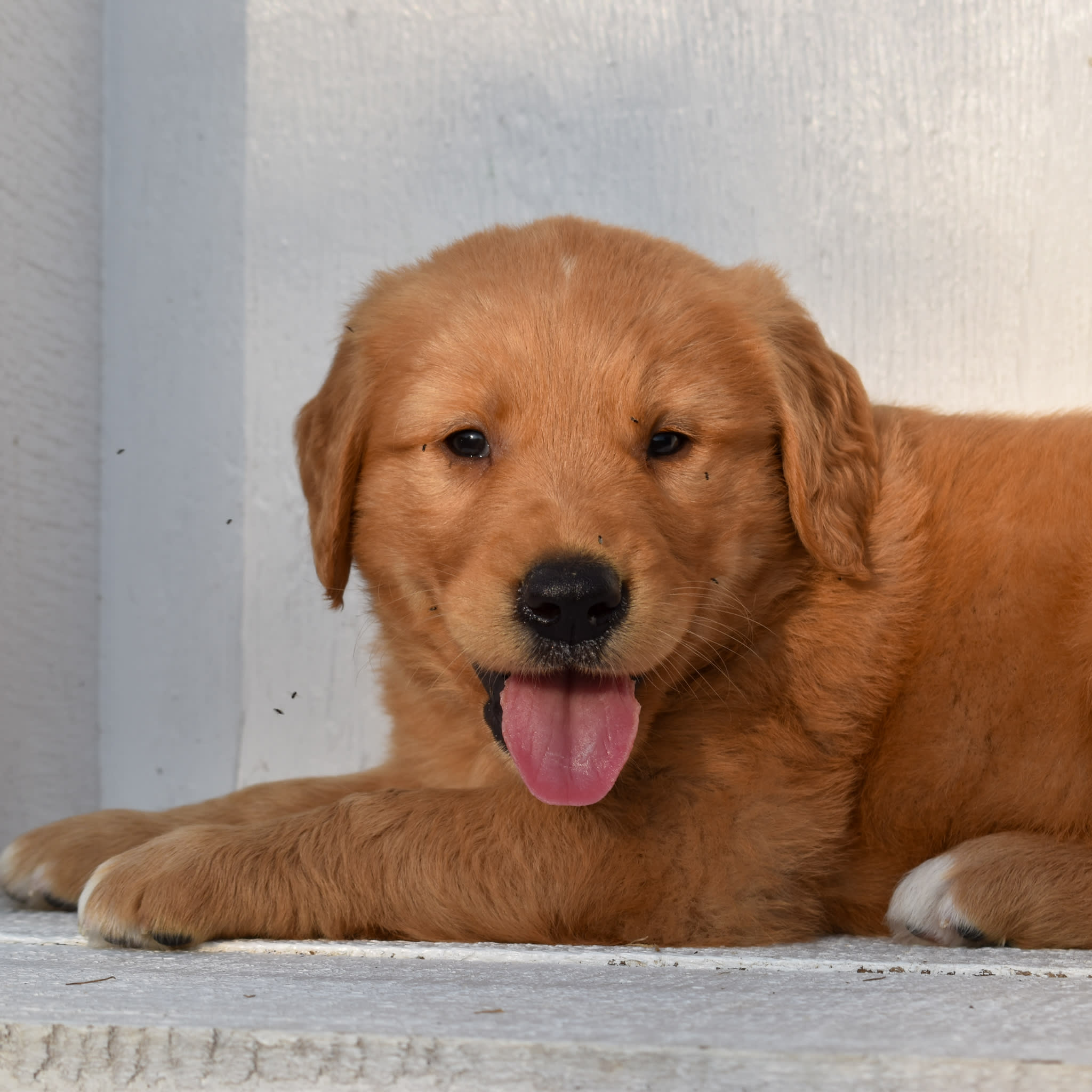 puppy