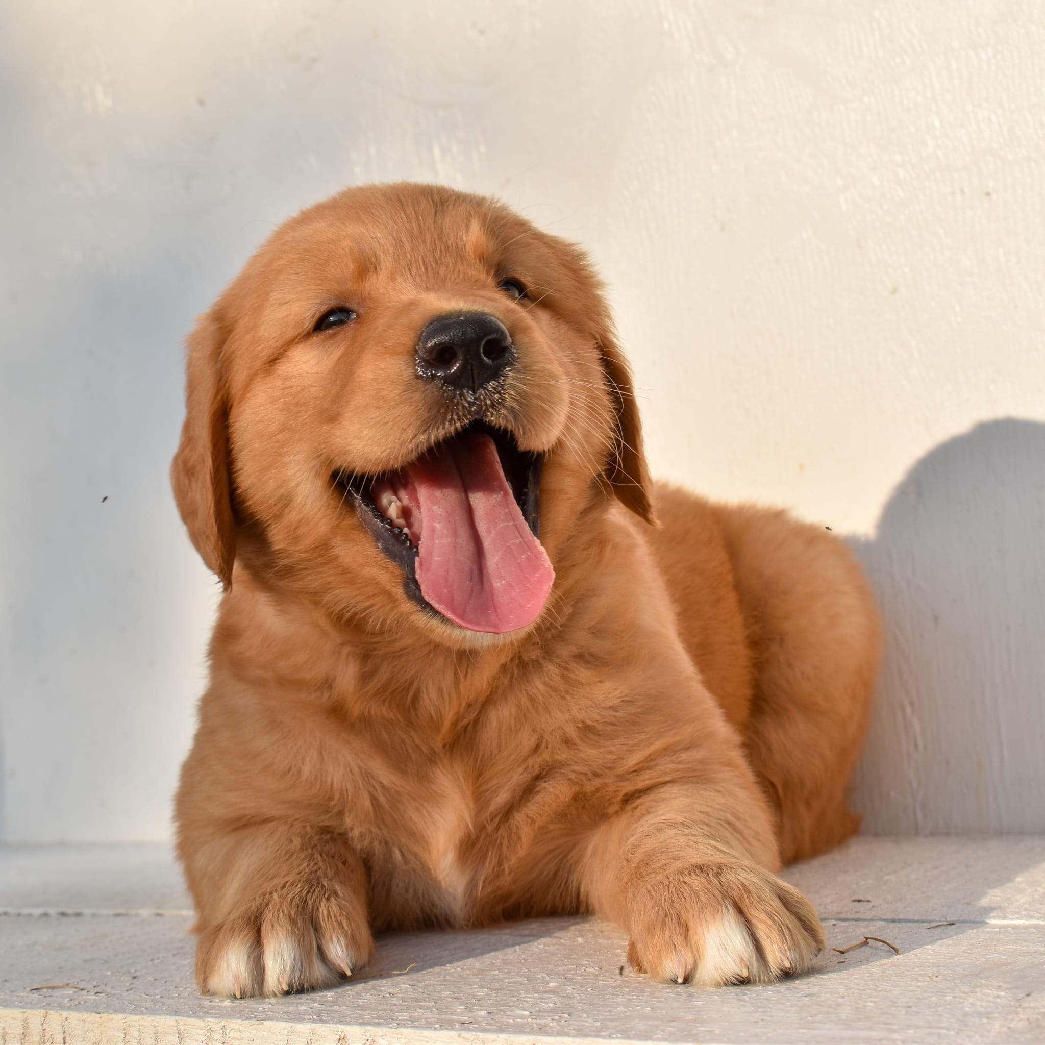 puppy