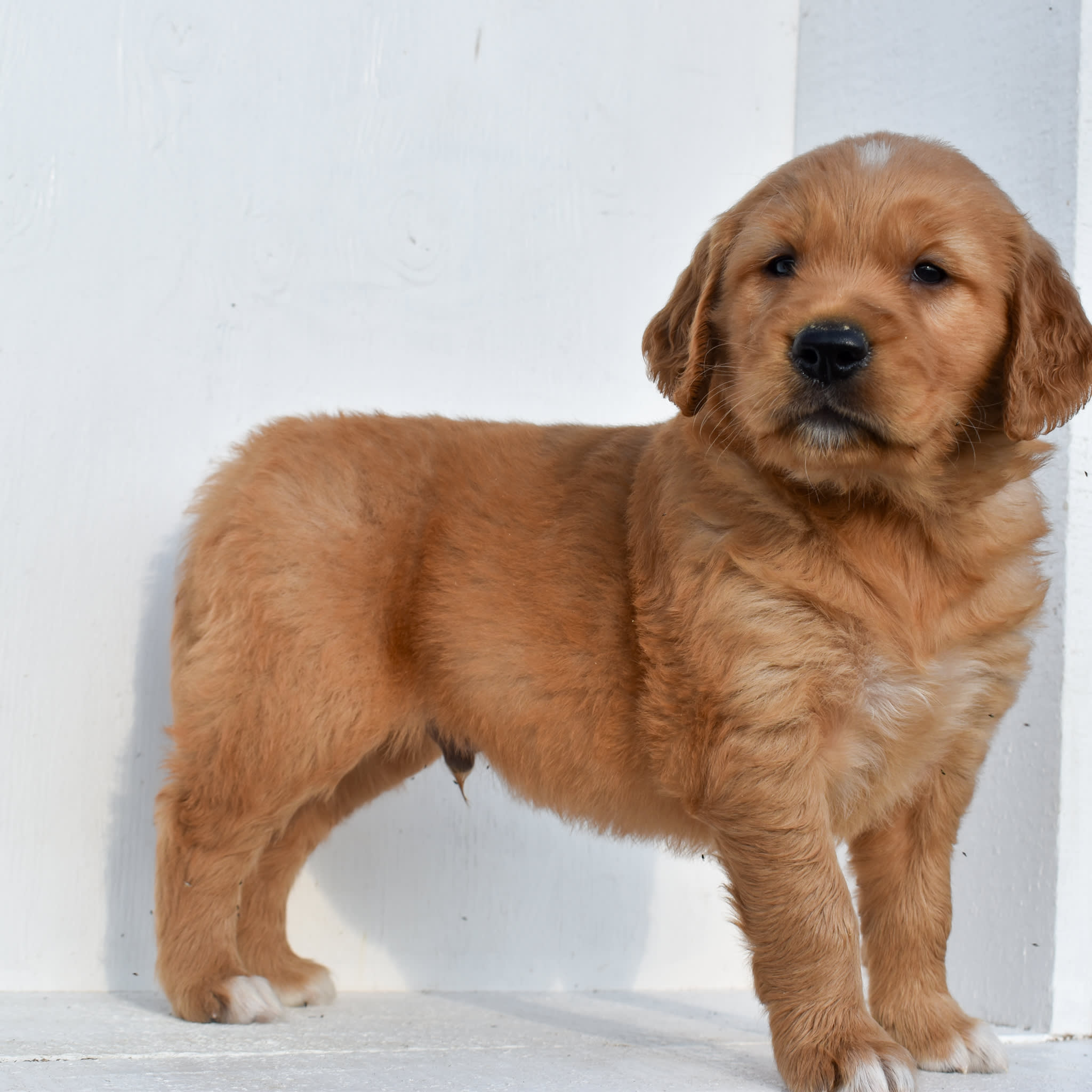 puppy