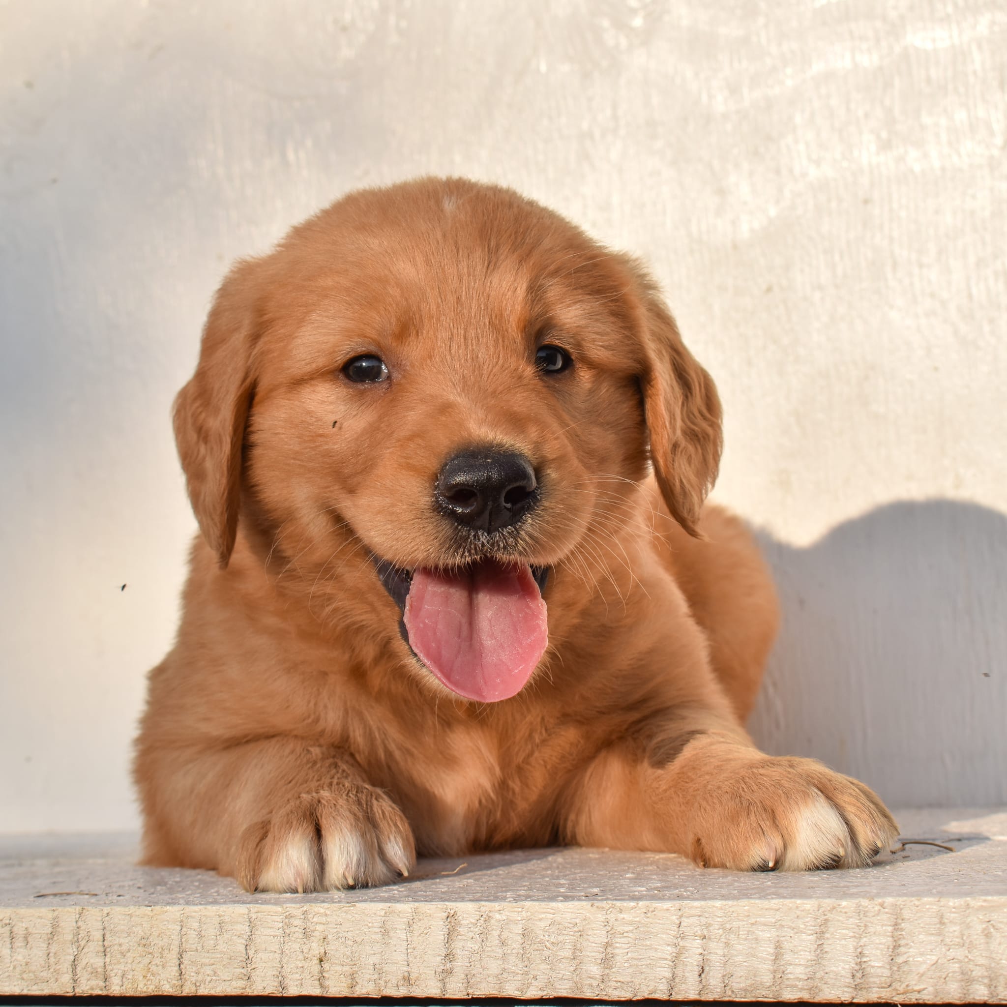 puppy