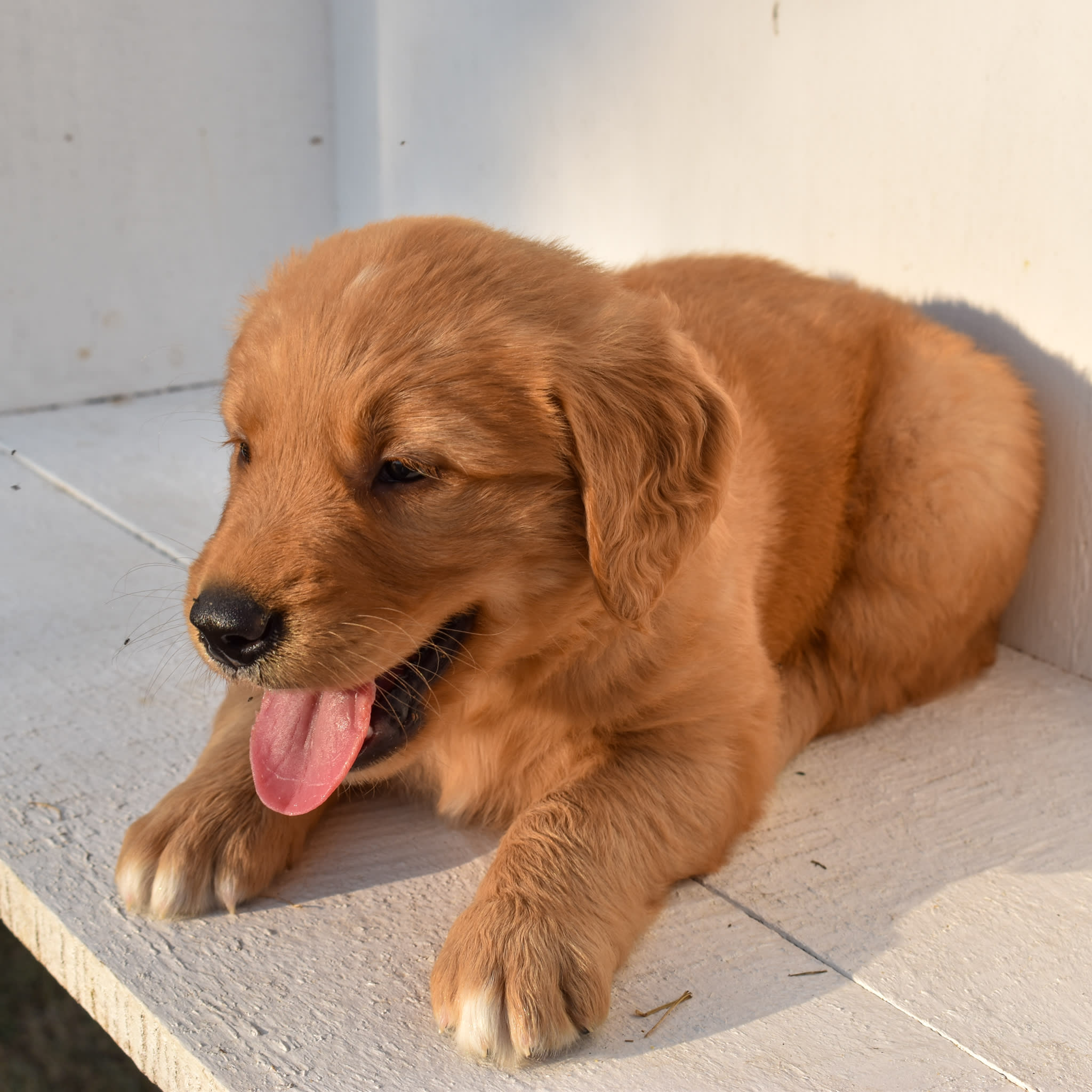 puppy