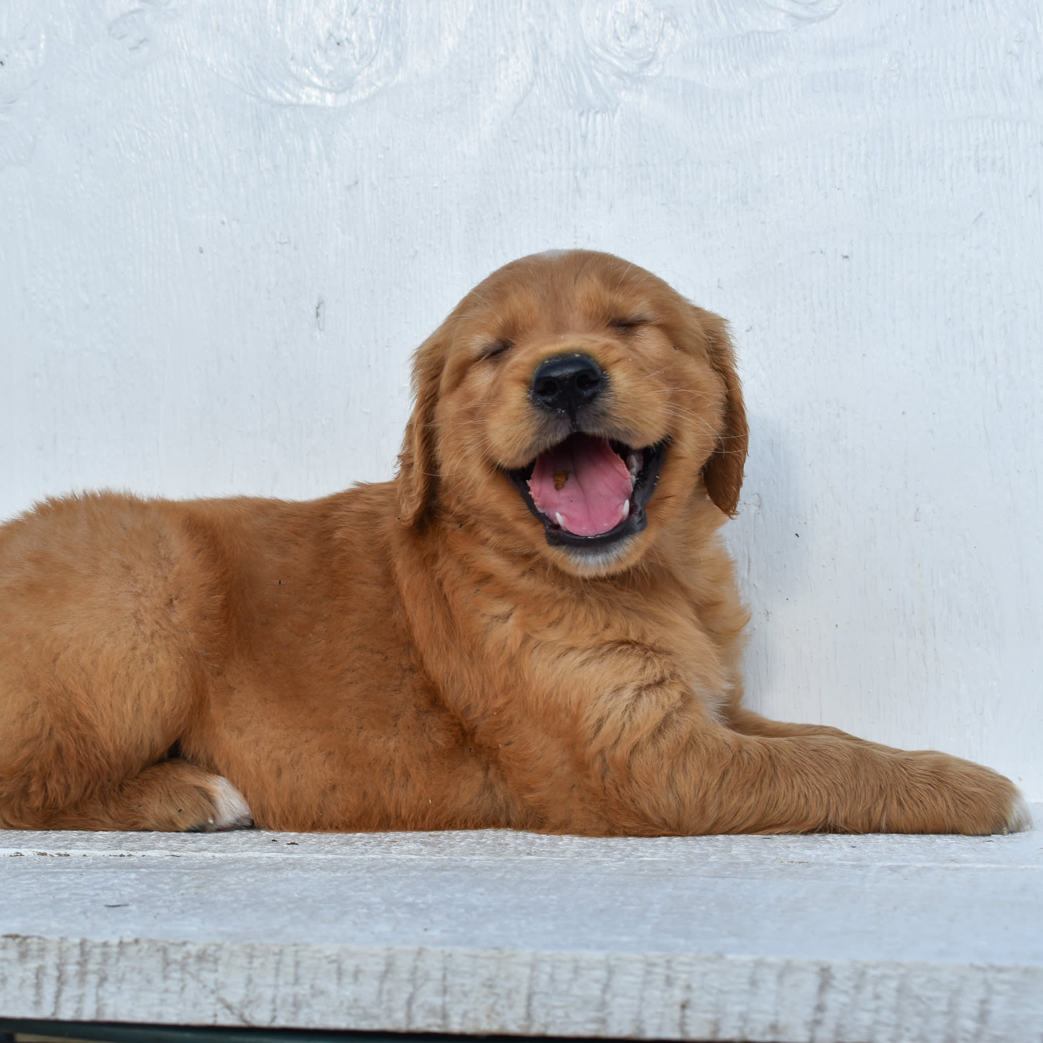 puppy