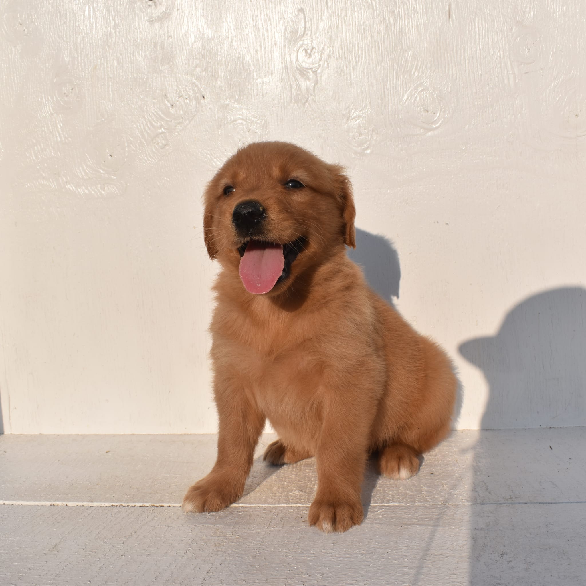 puppy
