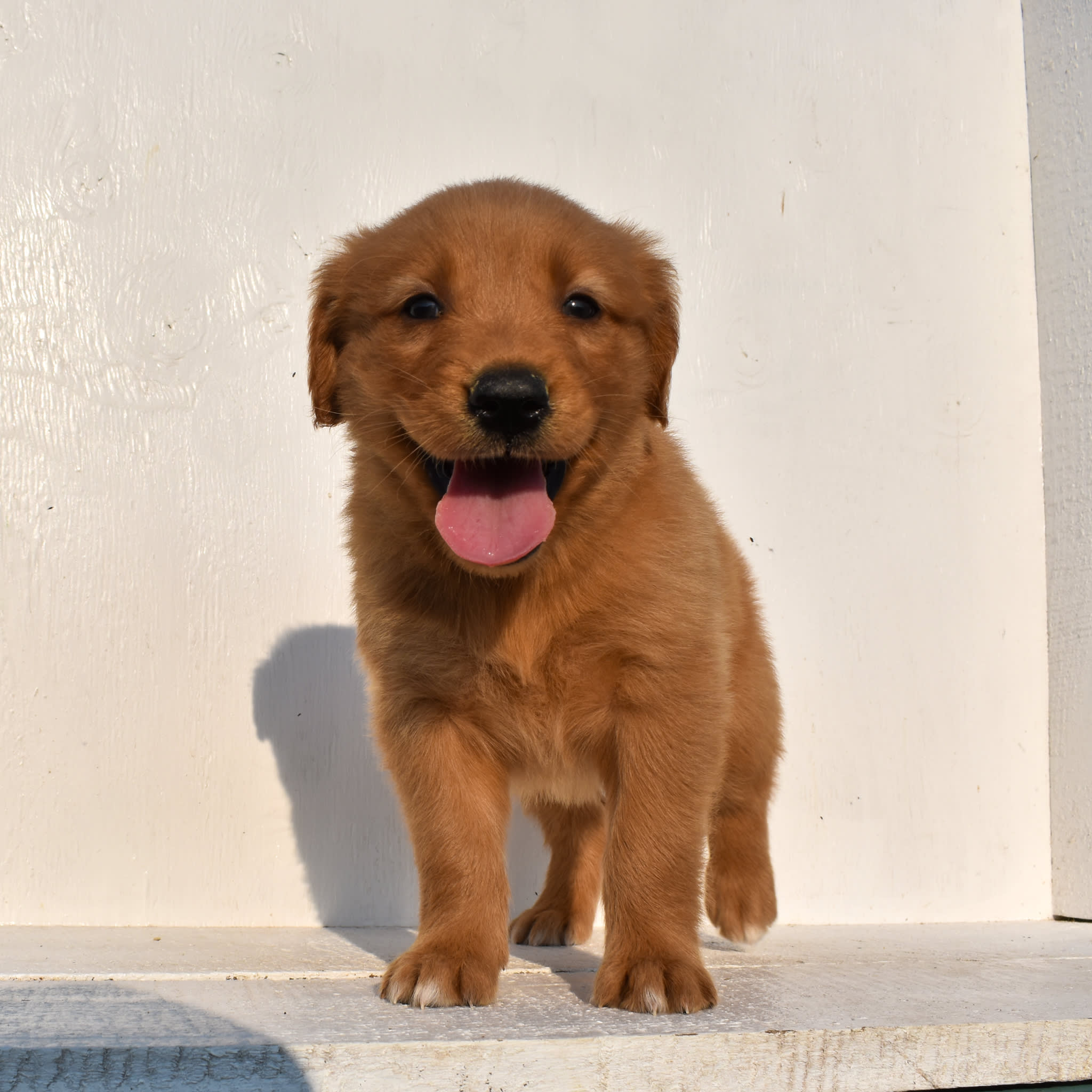 puppy