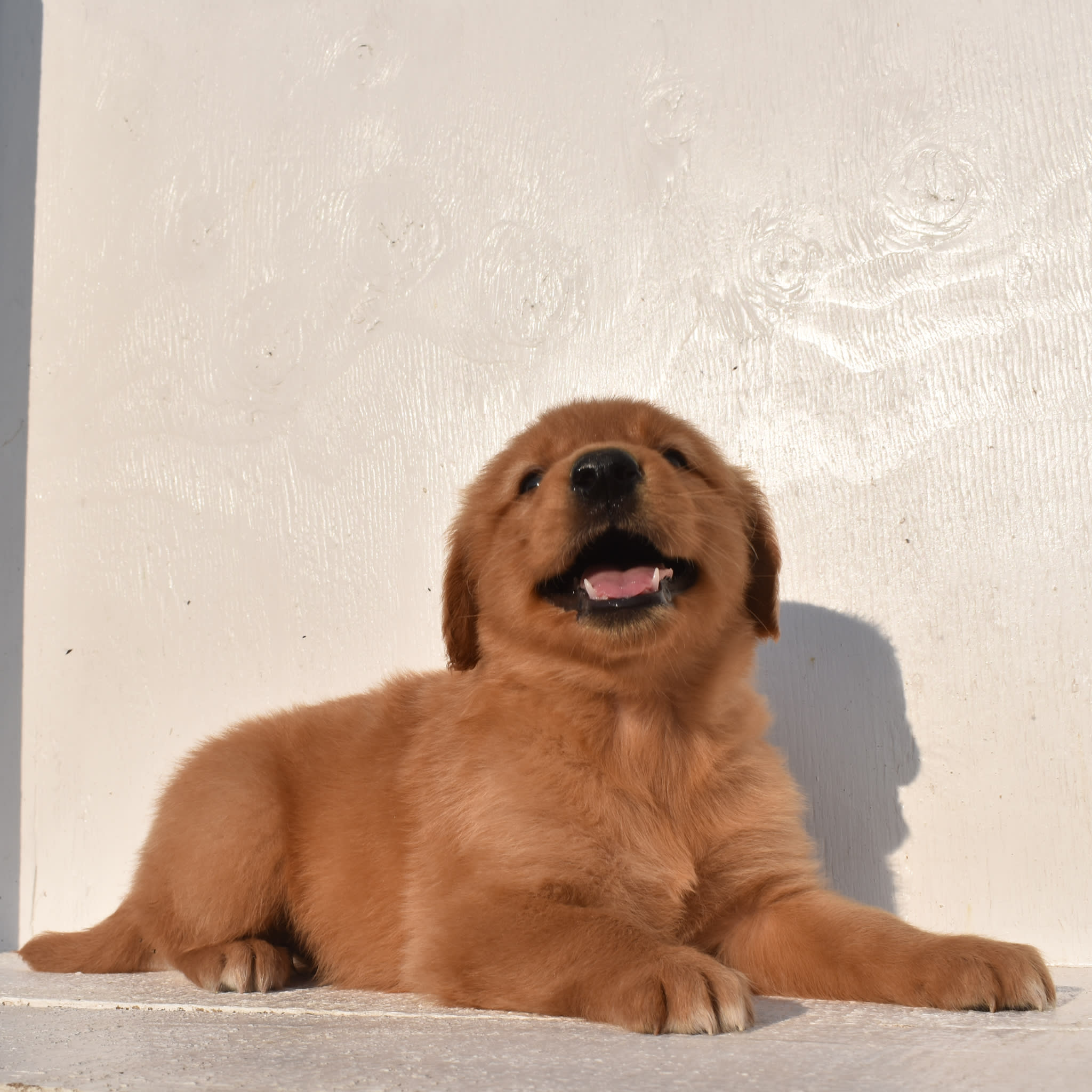 puppy