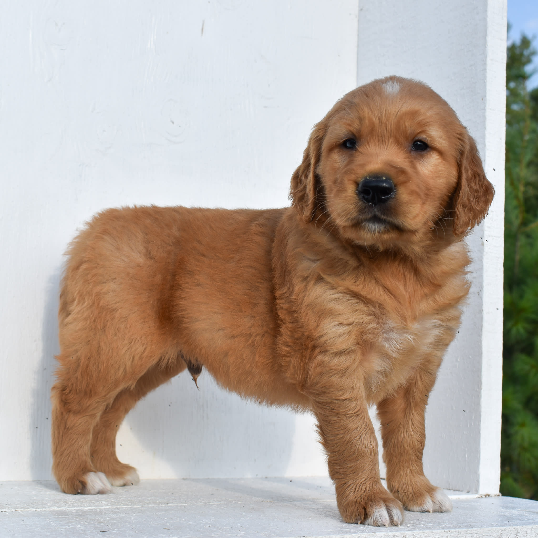 puppy