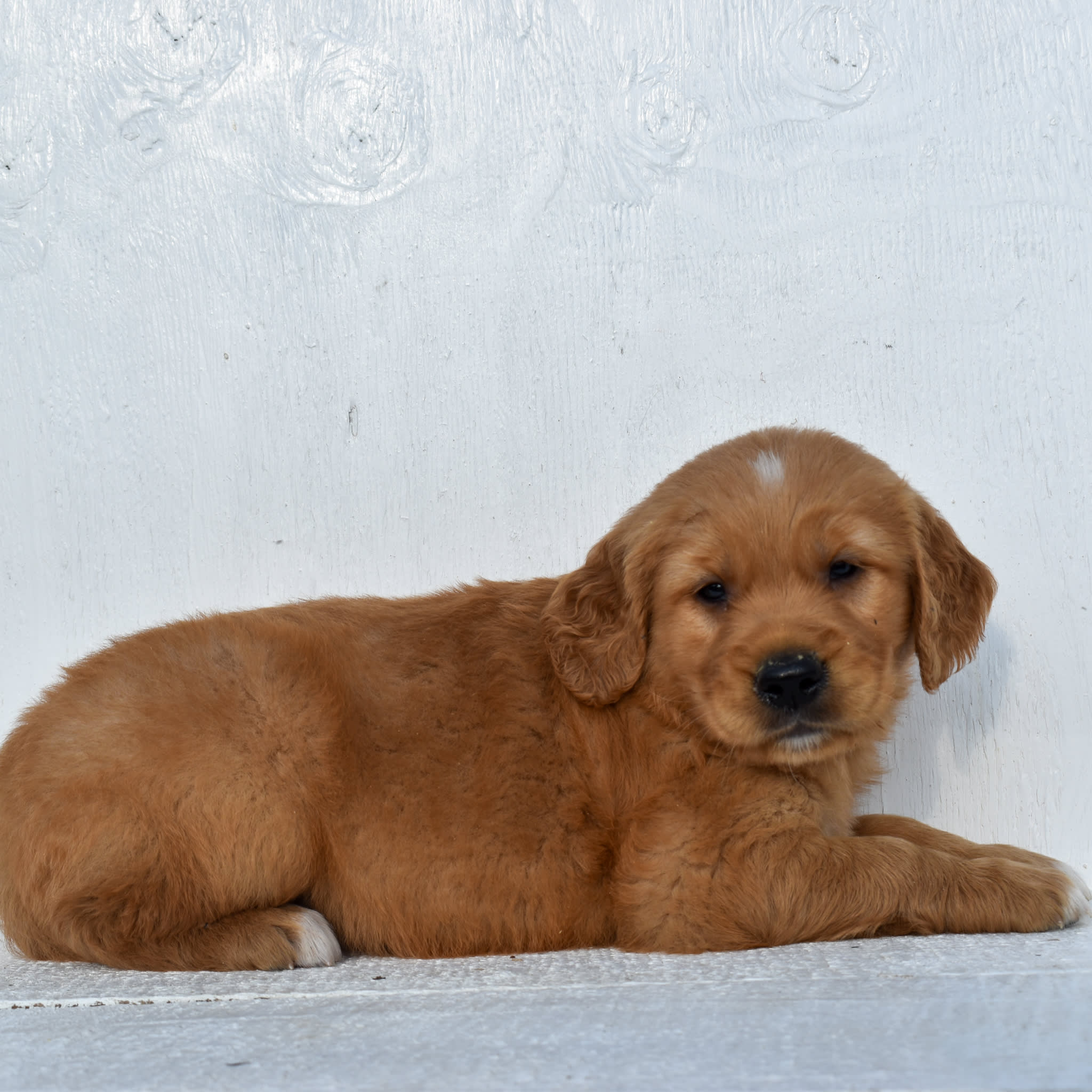 puppy