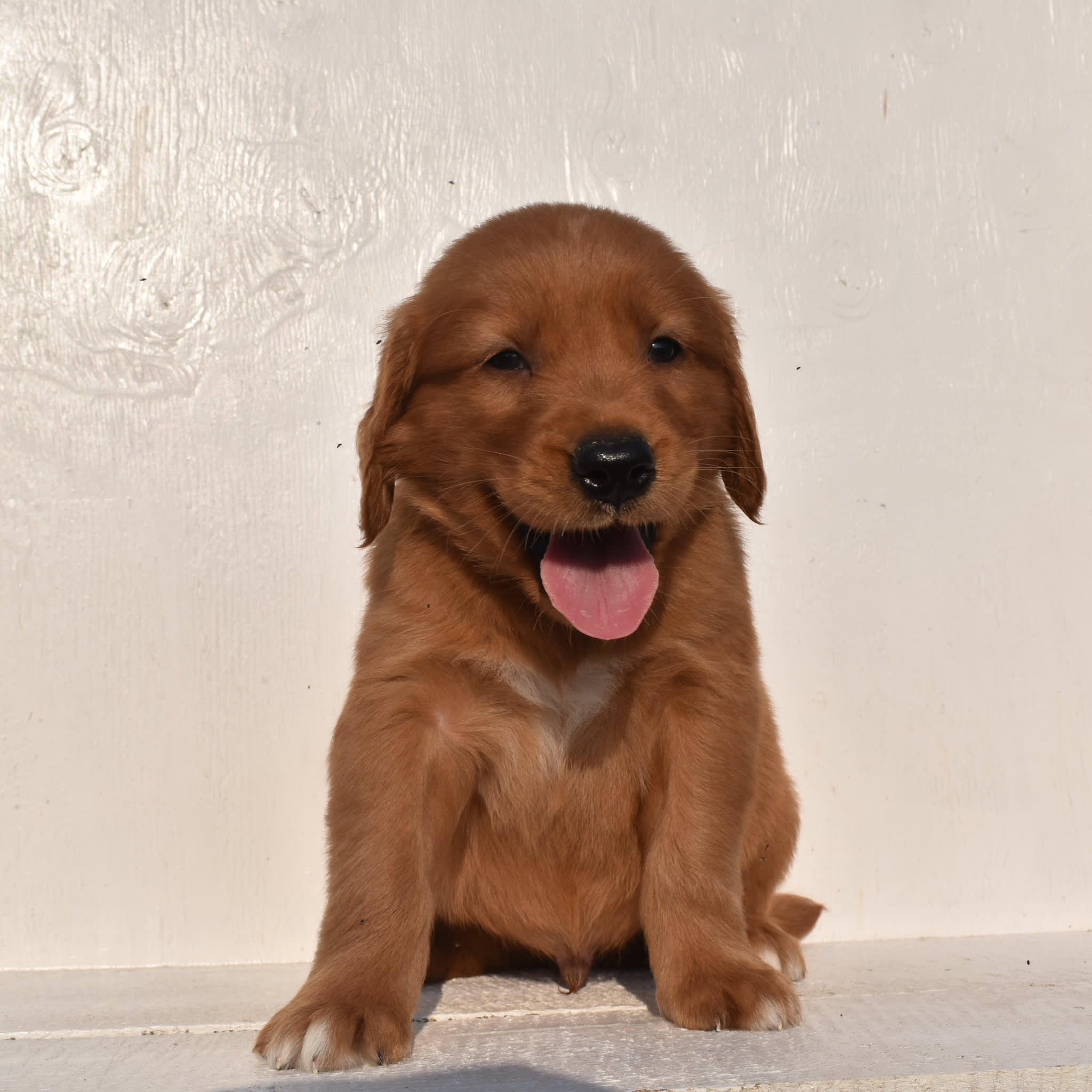 puppy
