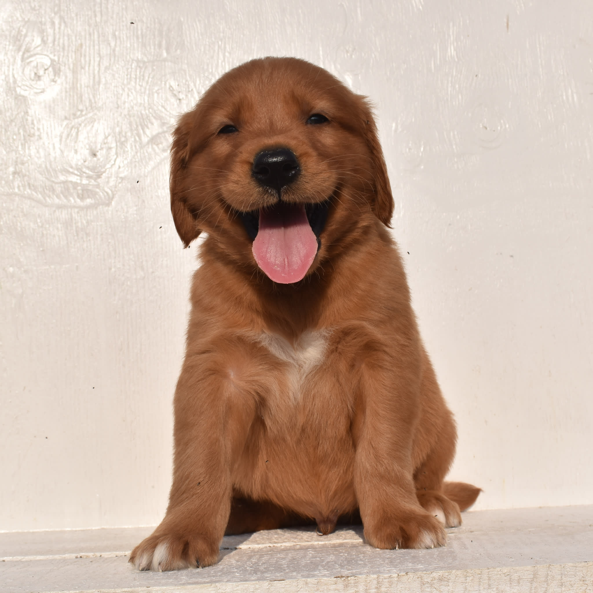 puppy