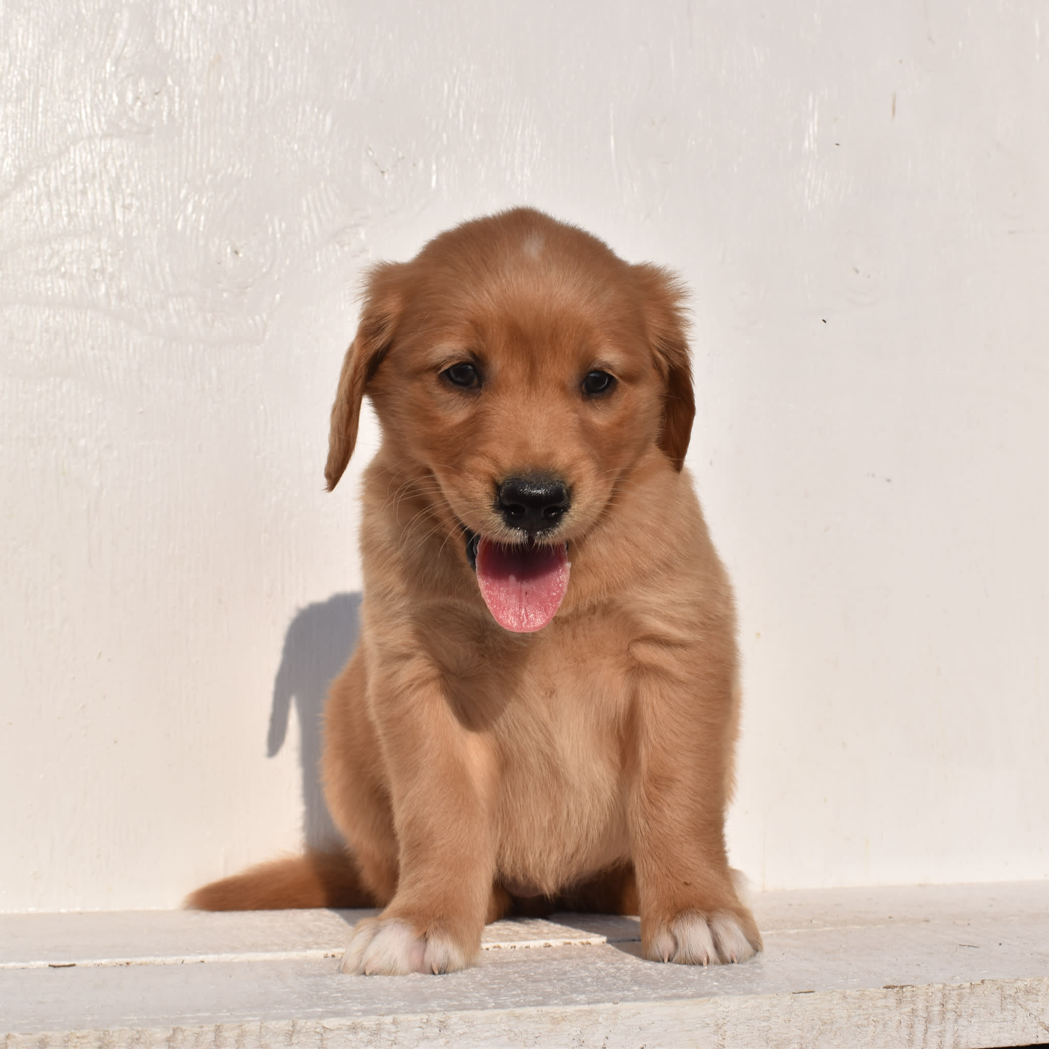 puppy