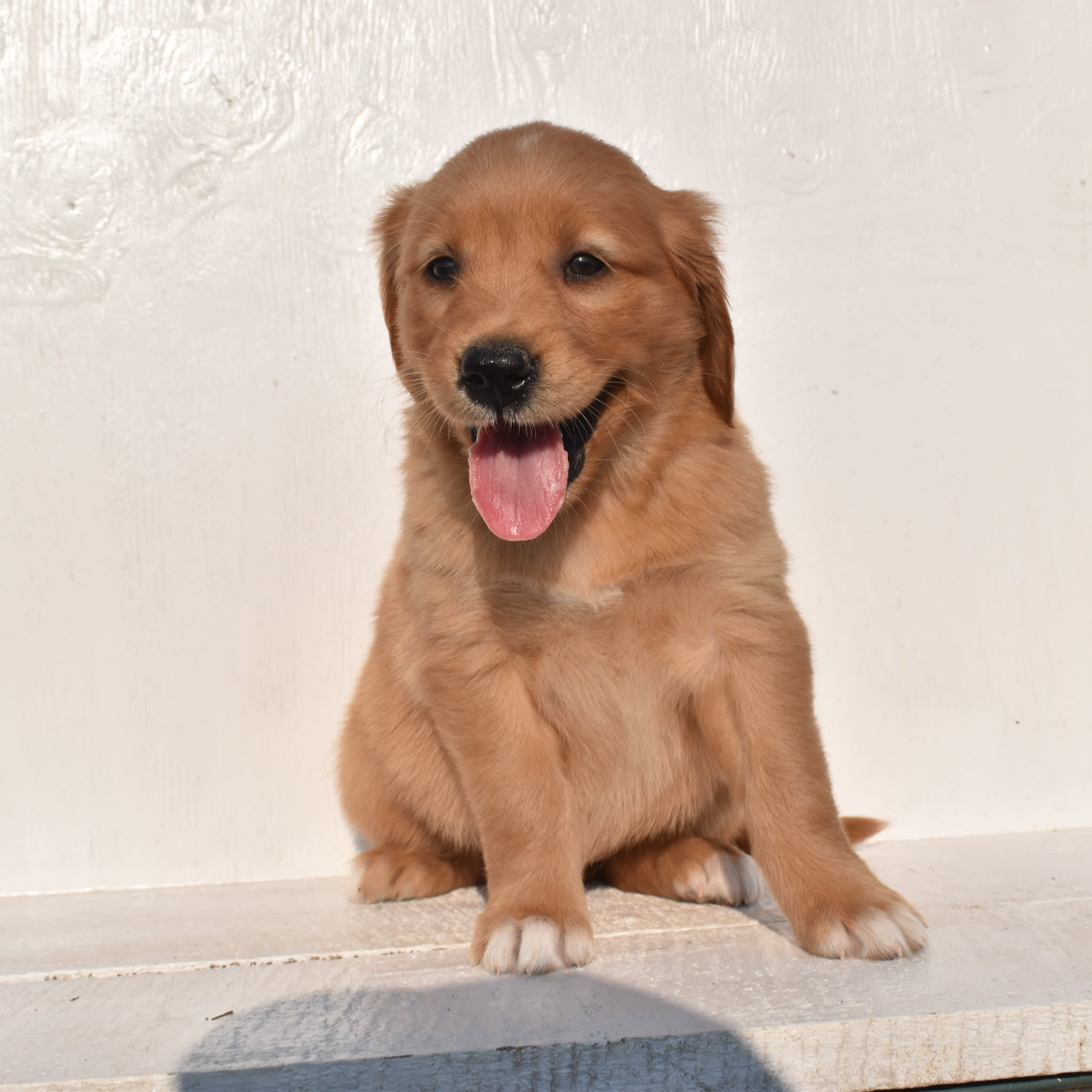 puppy