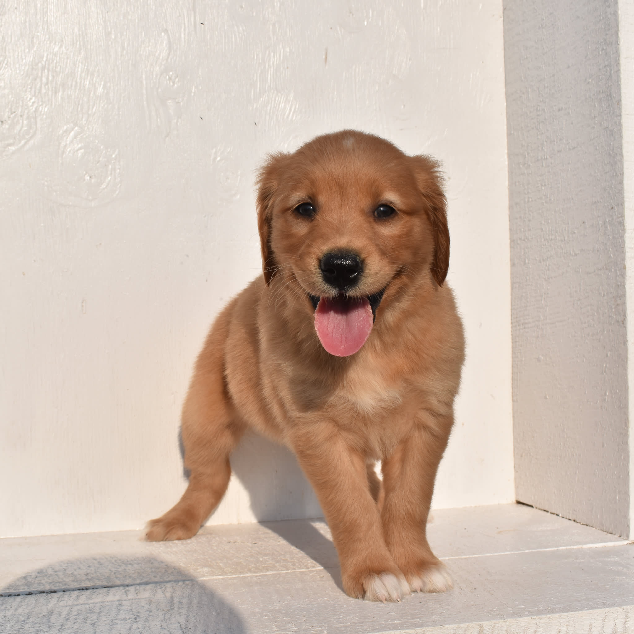 puppy