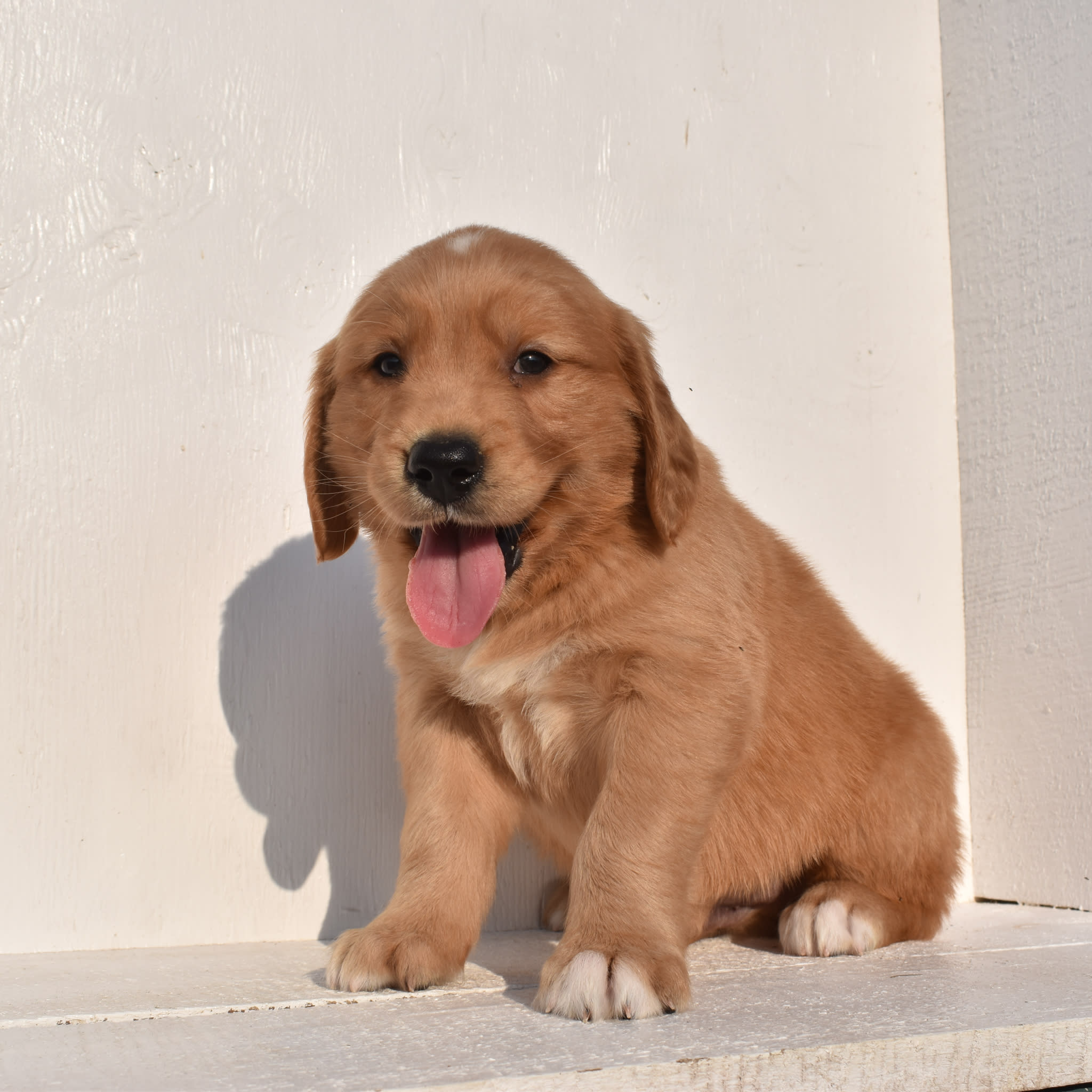 puppy