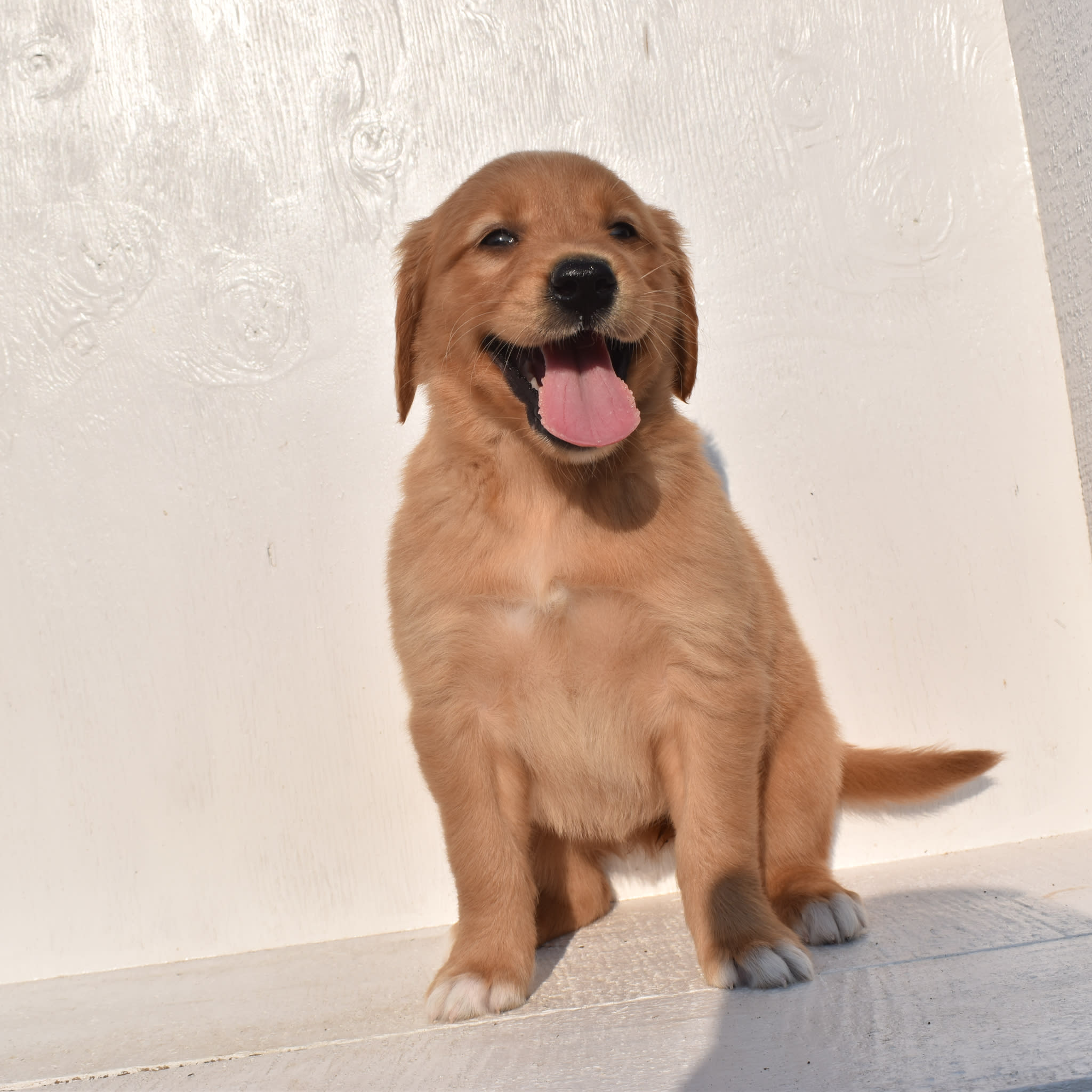 puppy