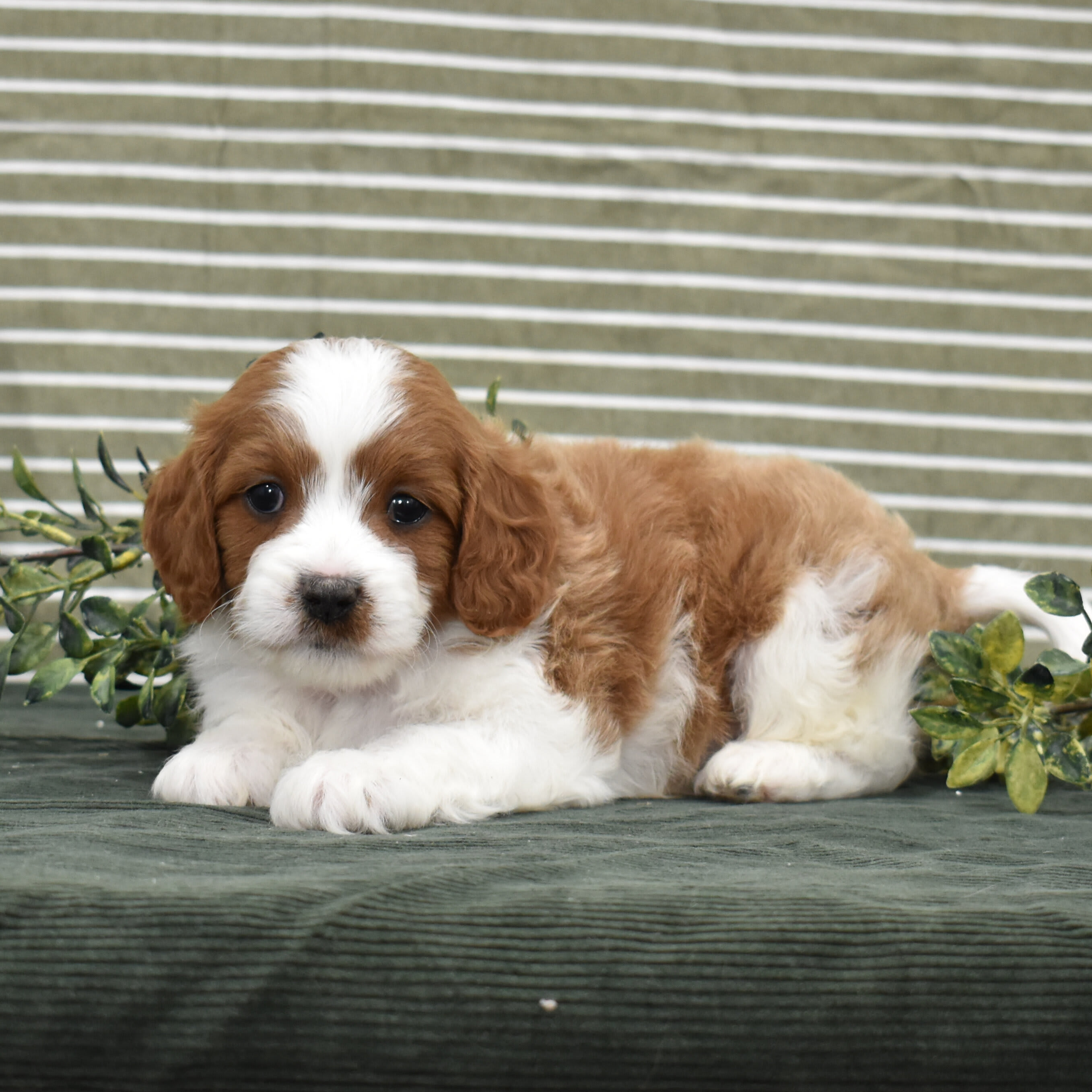 puppy