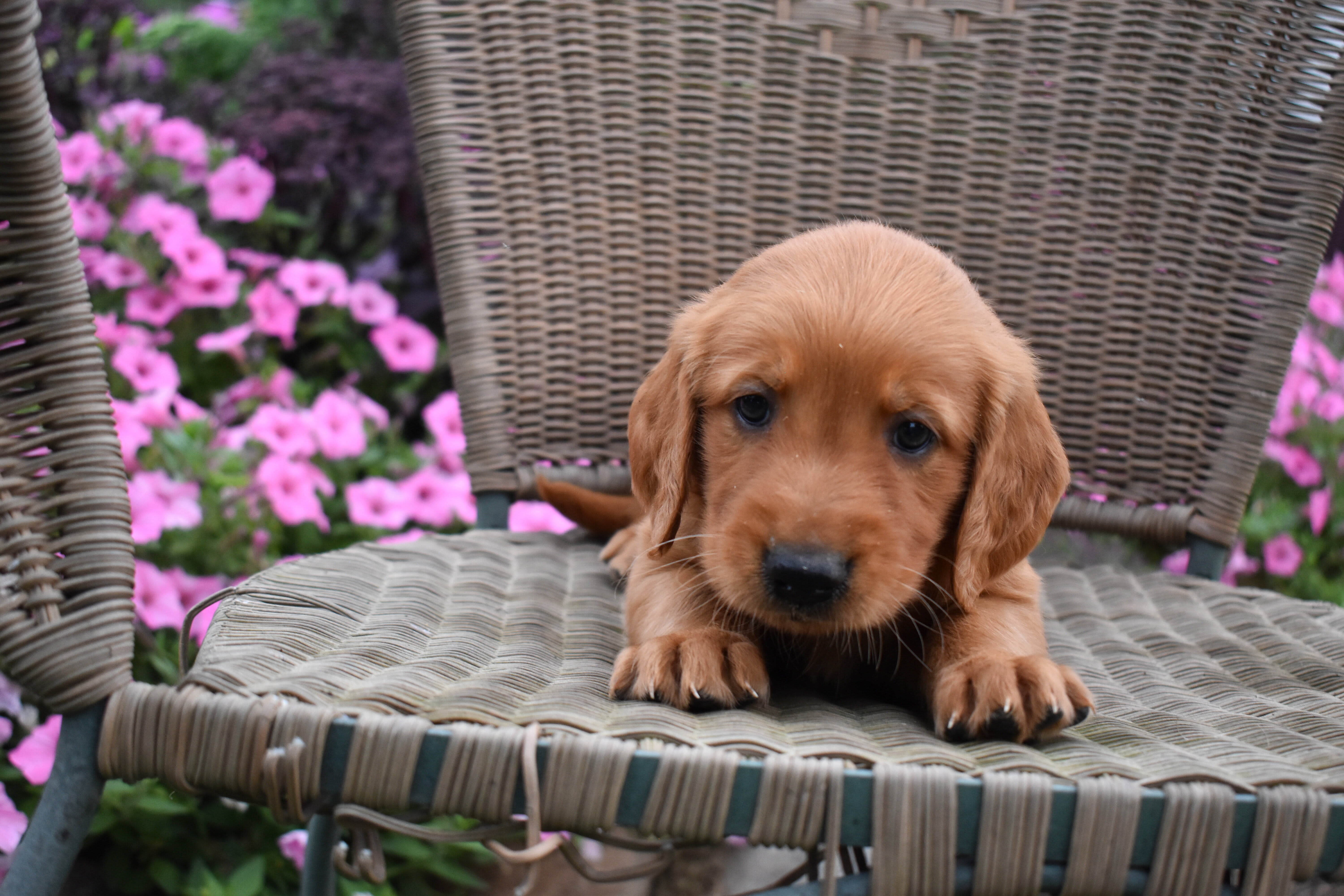 puppy