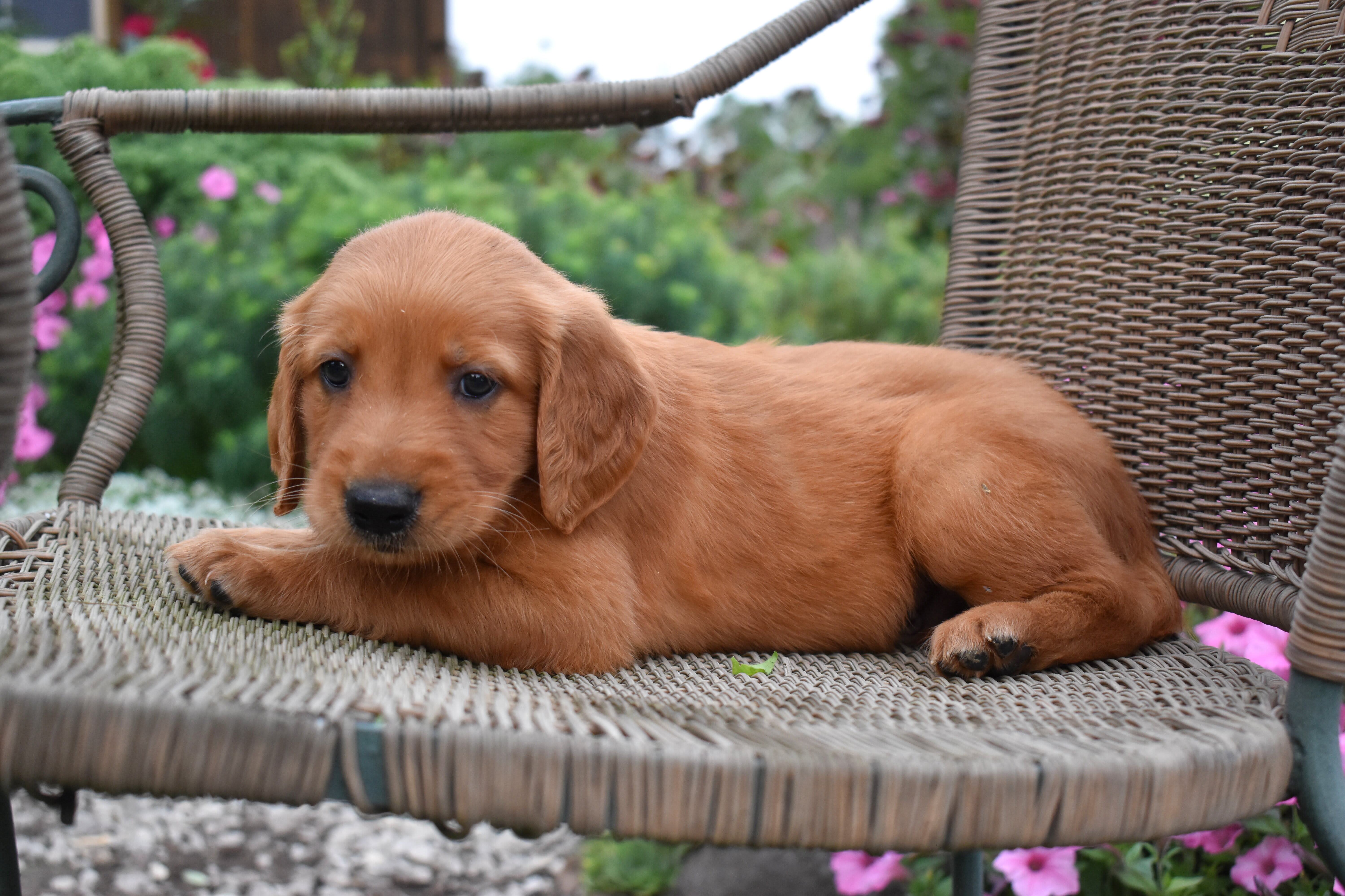 puppy