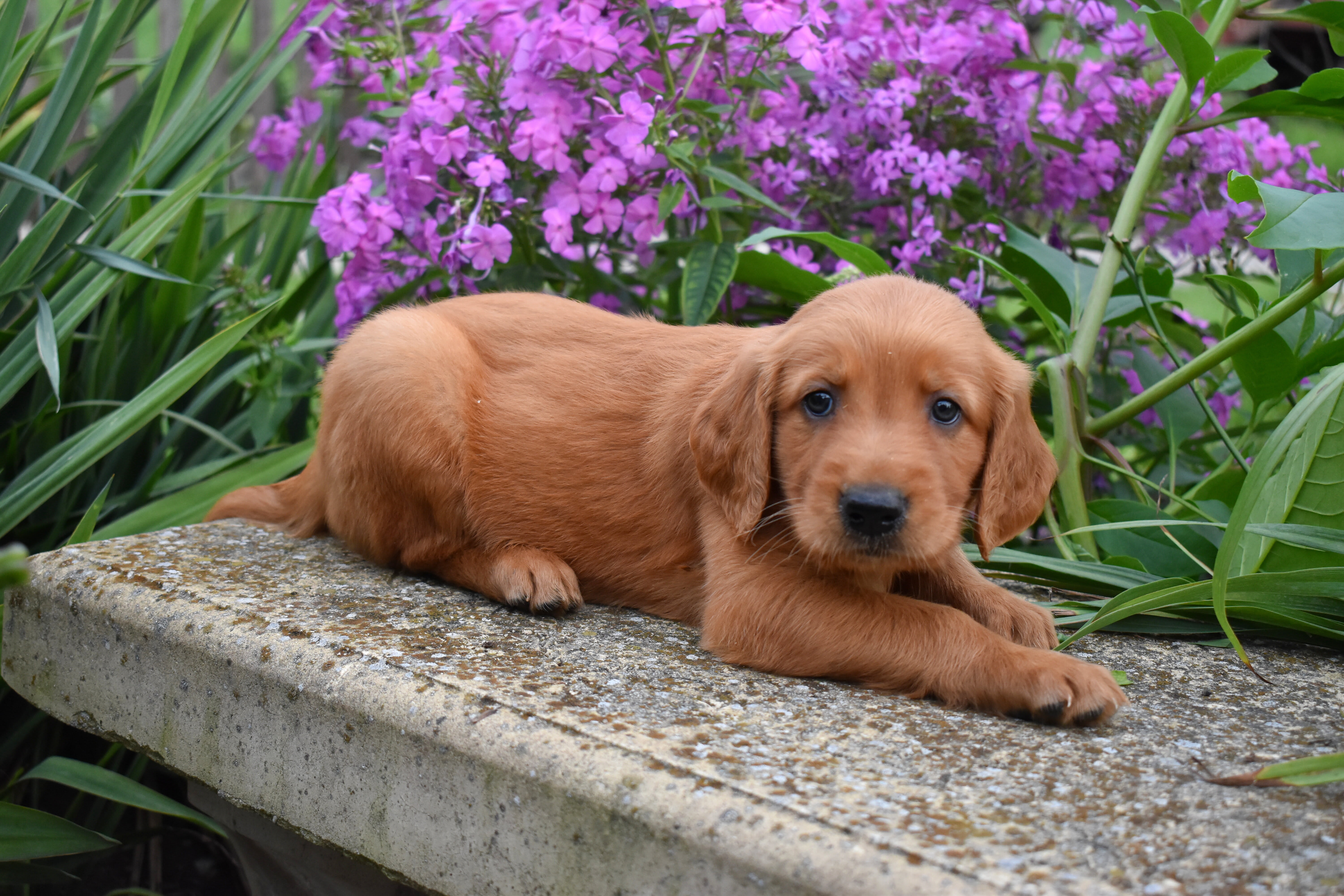 puppy