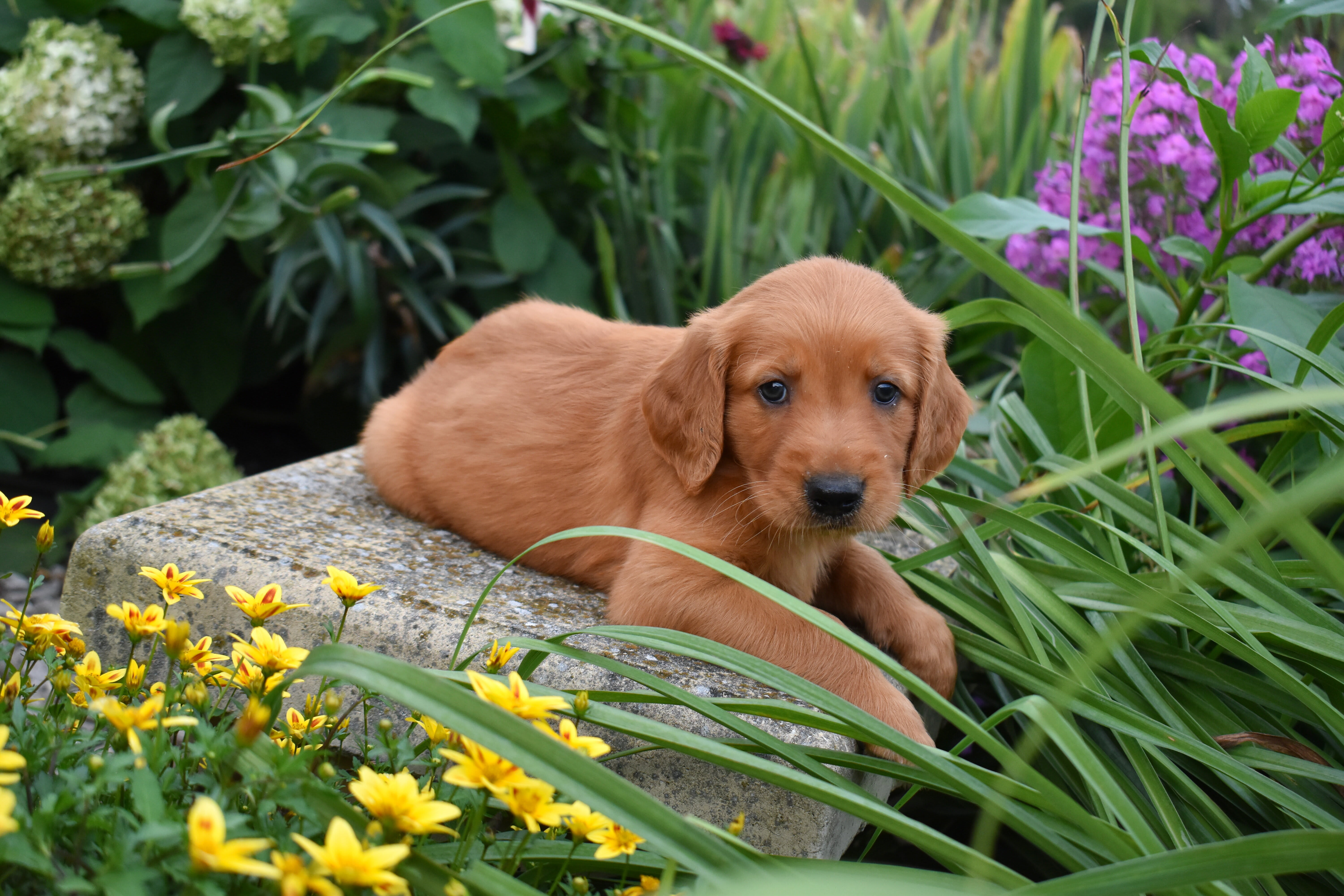 puppy