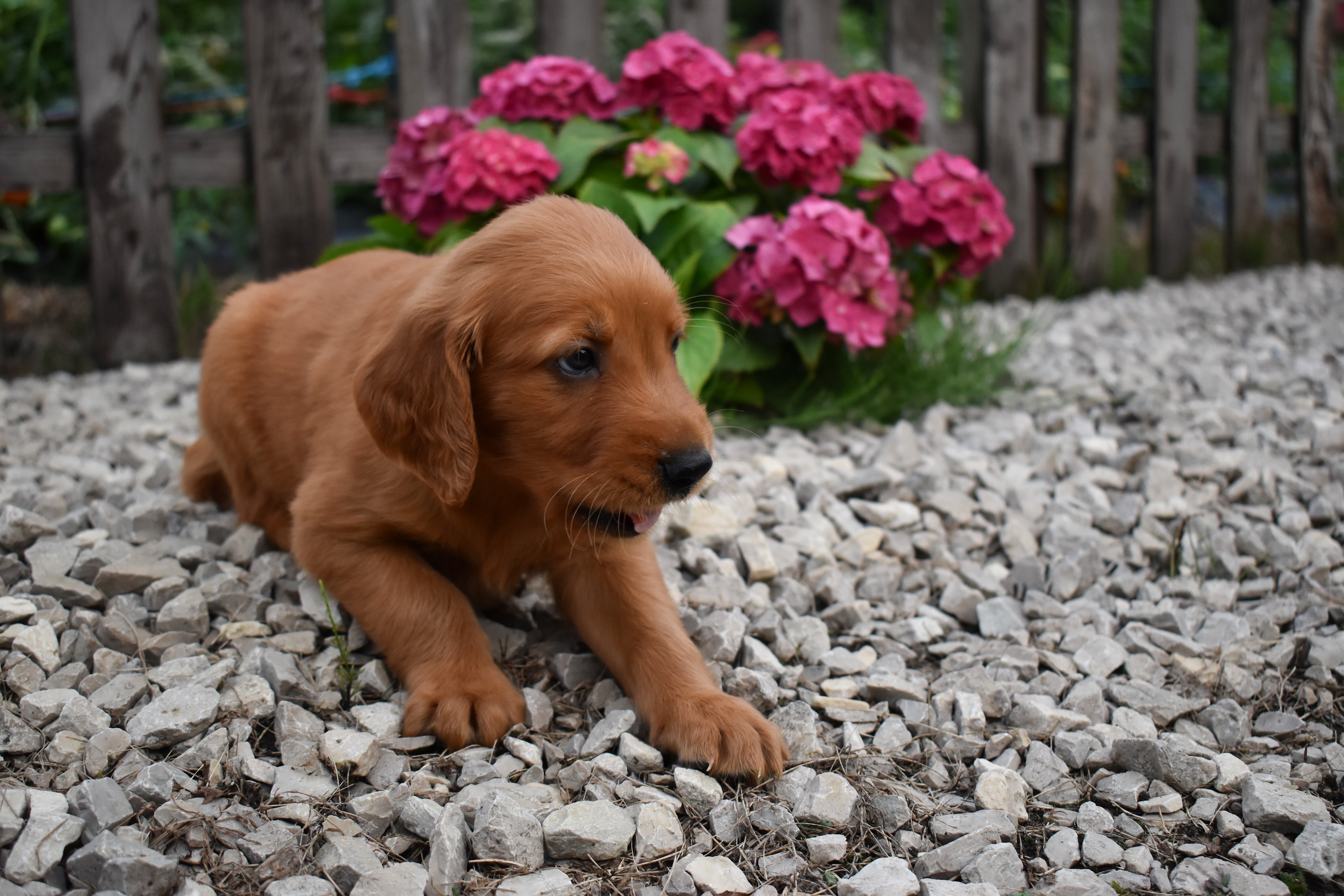 puppy