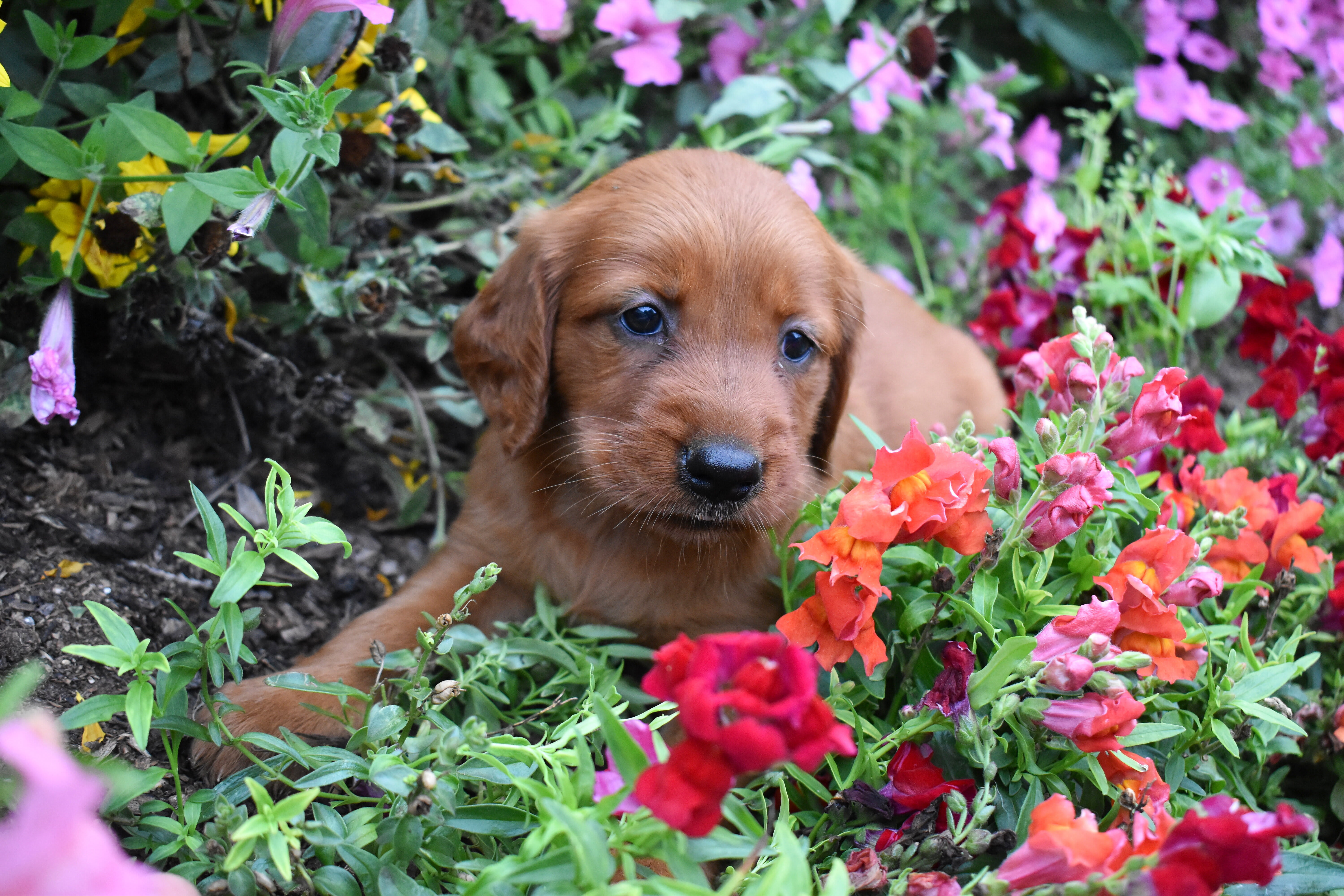 puppy