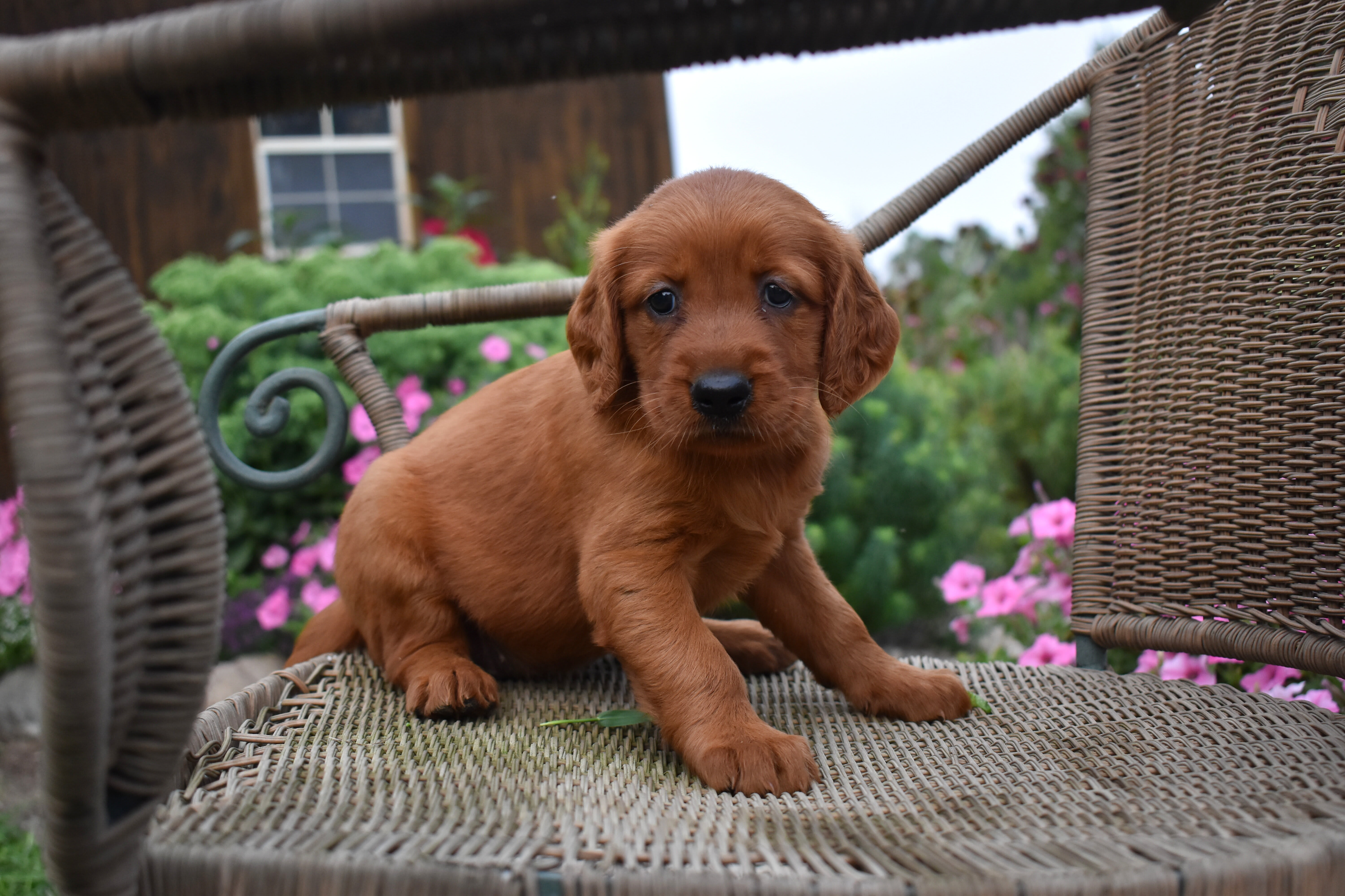 puppy