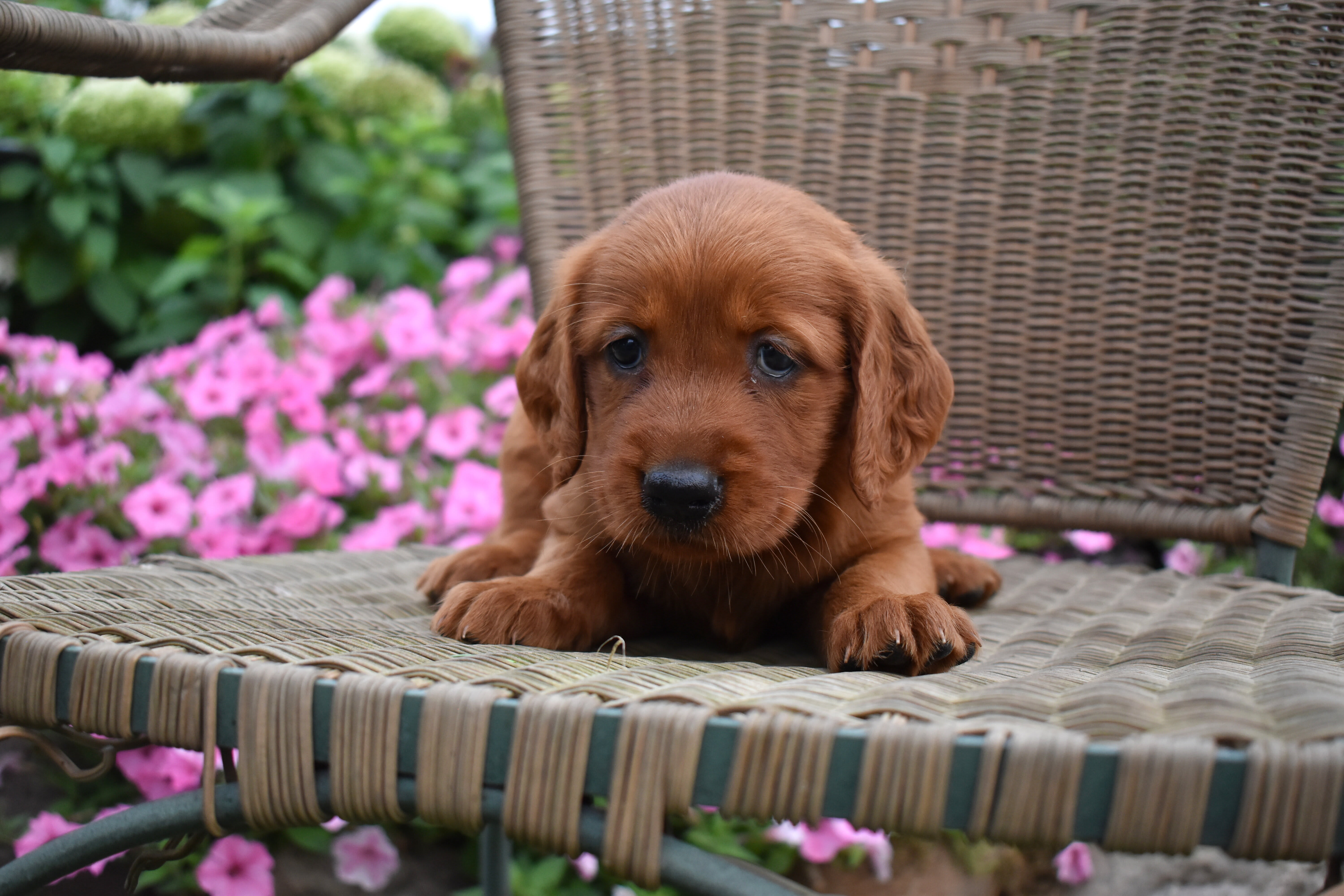 puppy